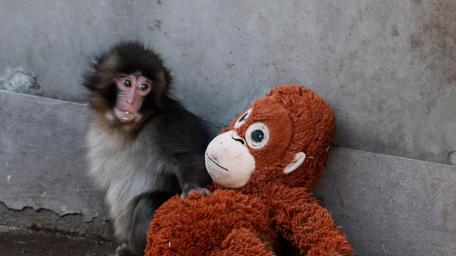 Don't Feel Sorry For Him': Punch, The Monkey Is OKAY, Says Japanese Zoo. His Story Is More About Growth