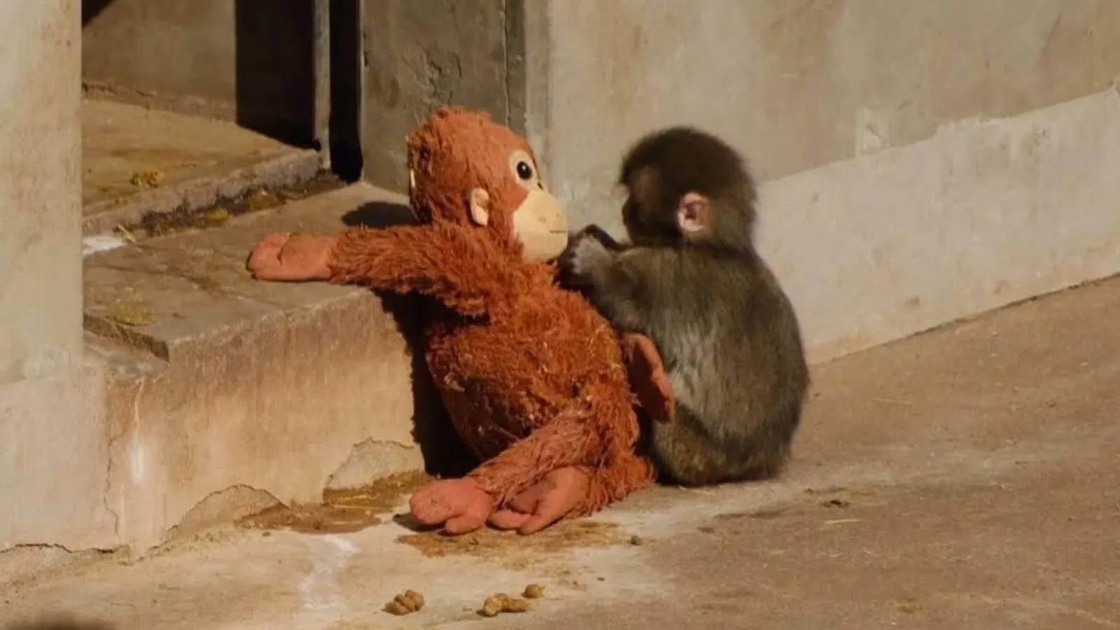 Viral baby monkey Punch: The emotional story breaking the internet
