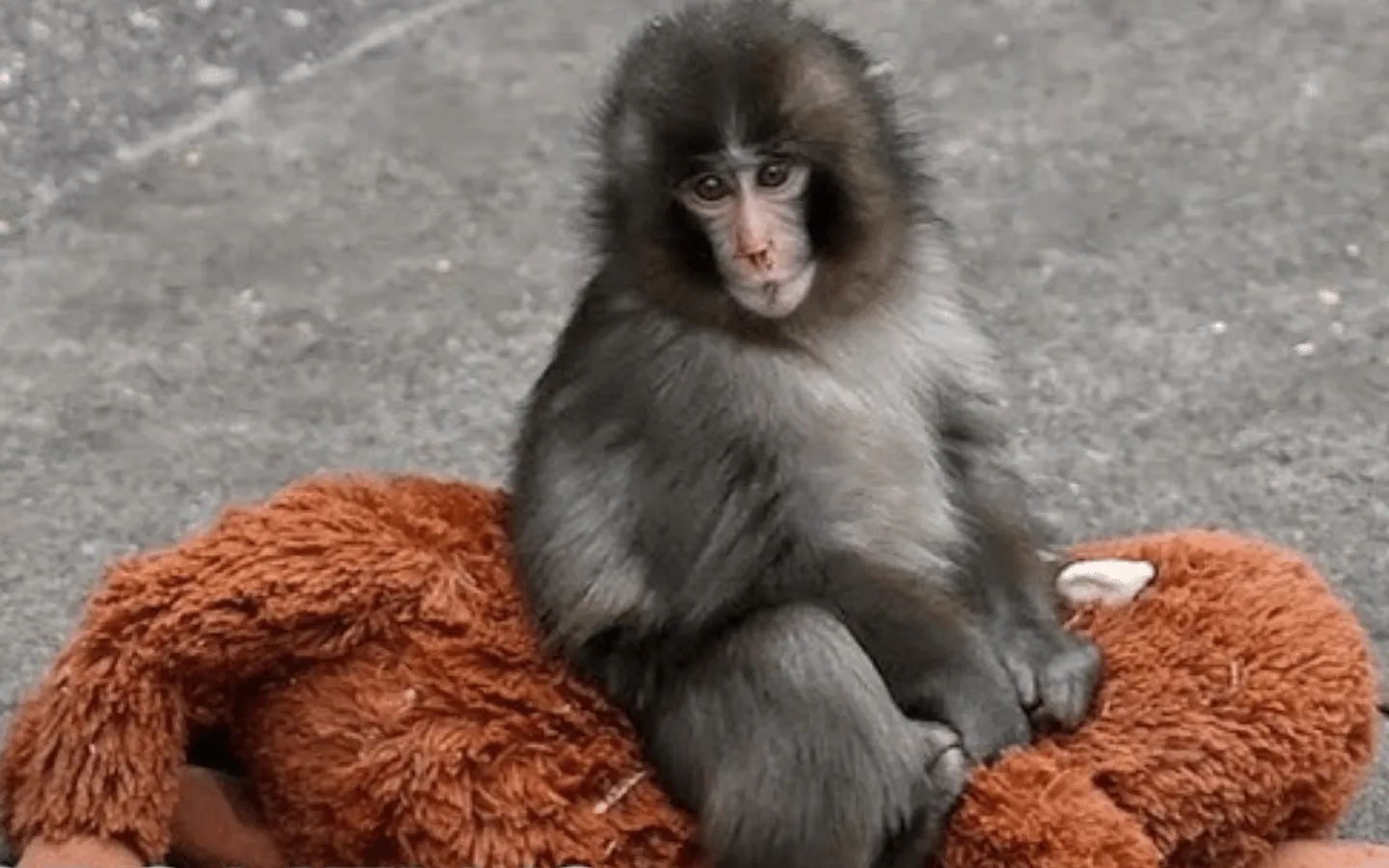 Punched in the Heart Faith Media