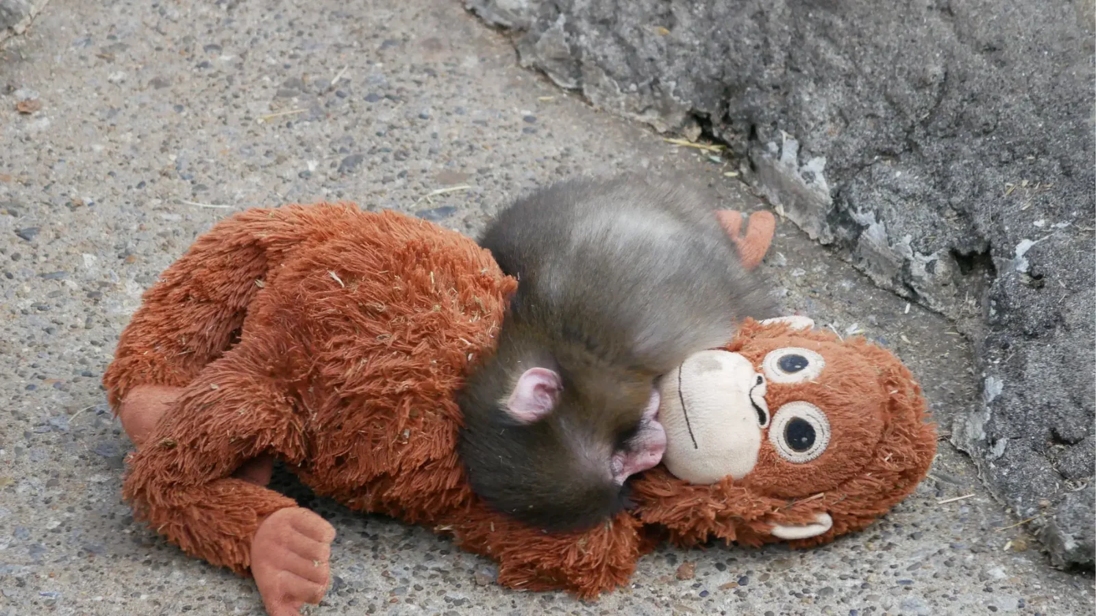 Don't Feel Sorry For Him': Punch, The Monkey Is OKAY, Says Japanese Zoo. His Story Is More About Growth