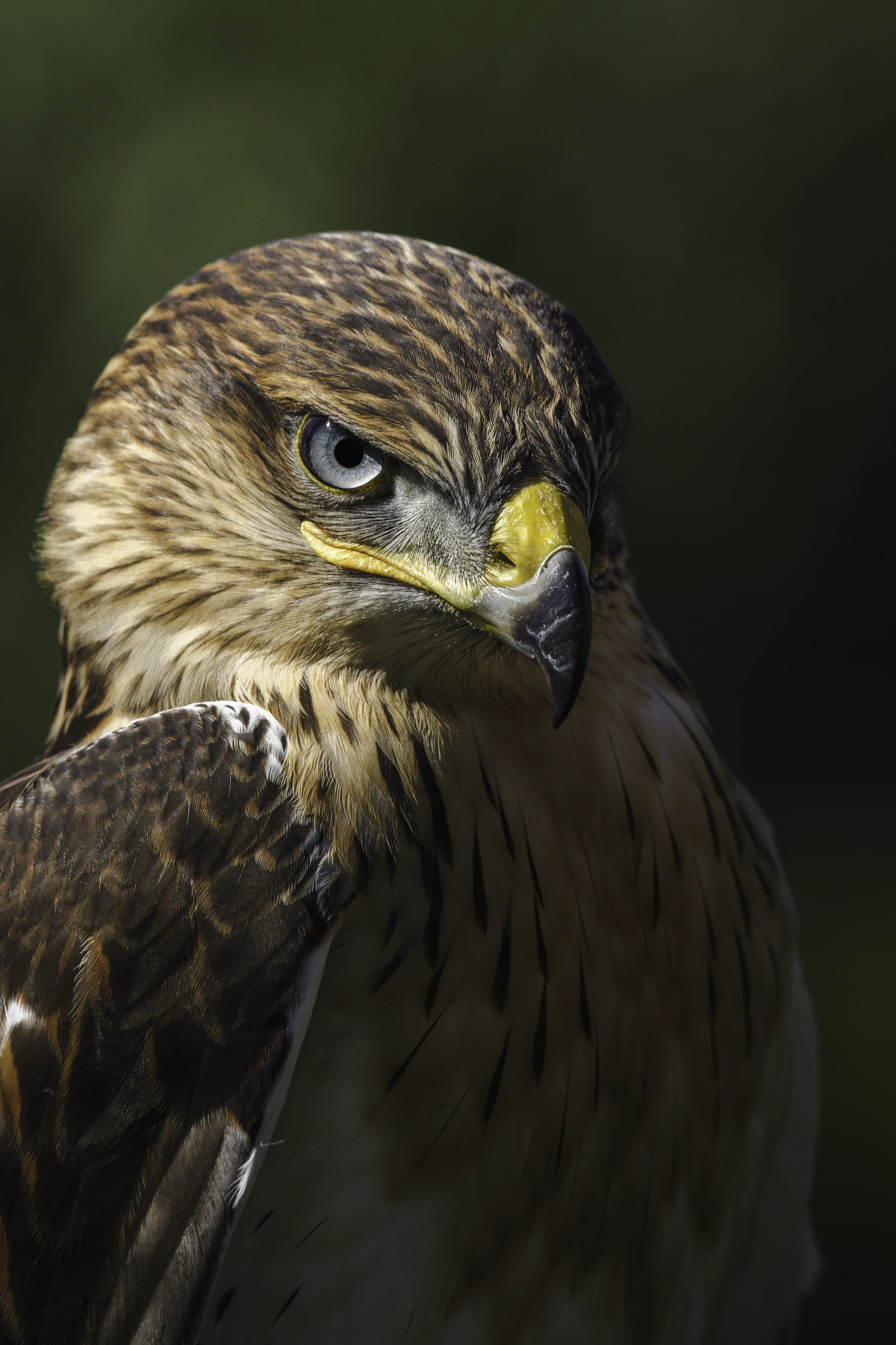 Hawk Picture. Download Free Image
