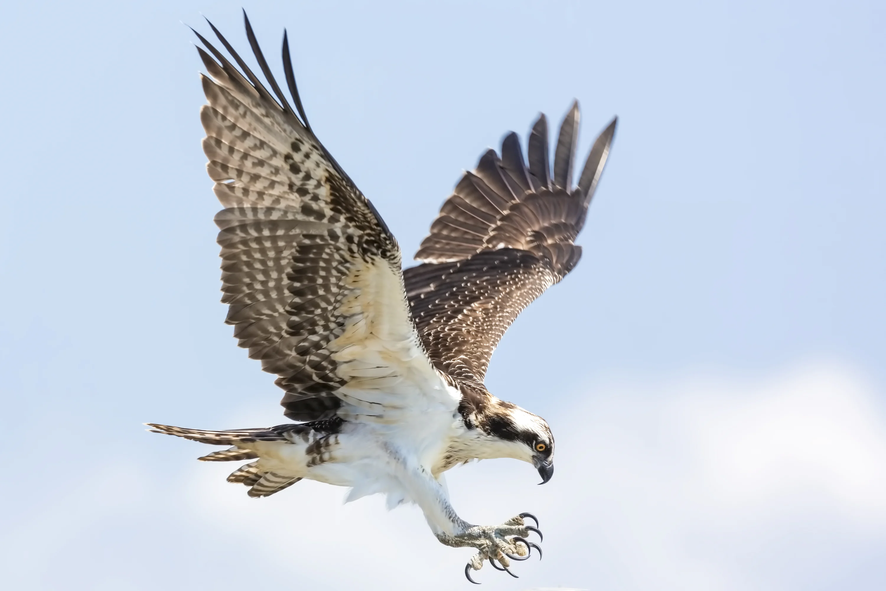 Hawk Picture. Download Free Image