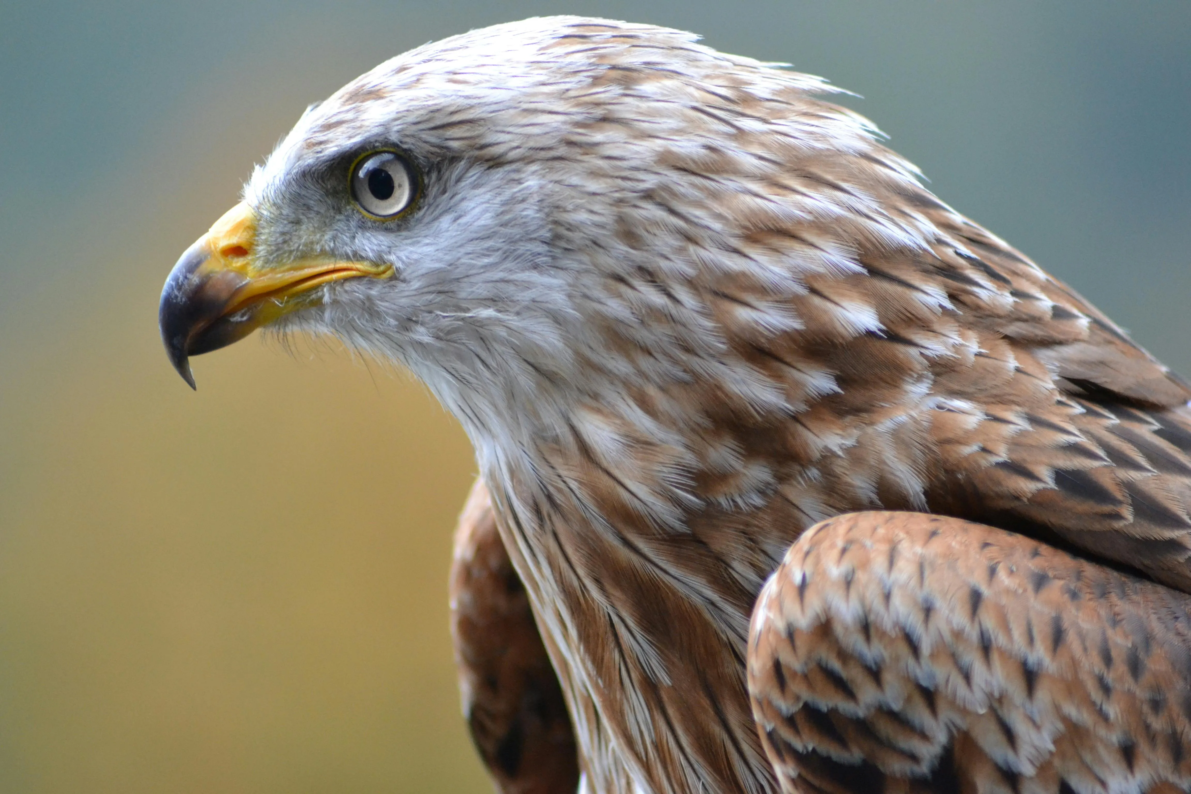 Bird Of Prey Photo, Download The BEST Free Bird Of Prey & HD Image