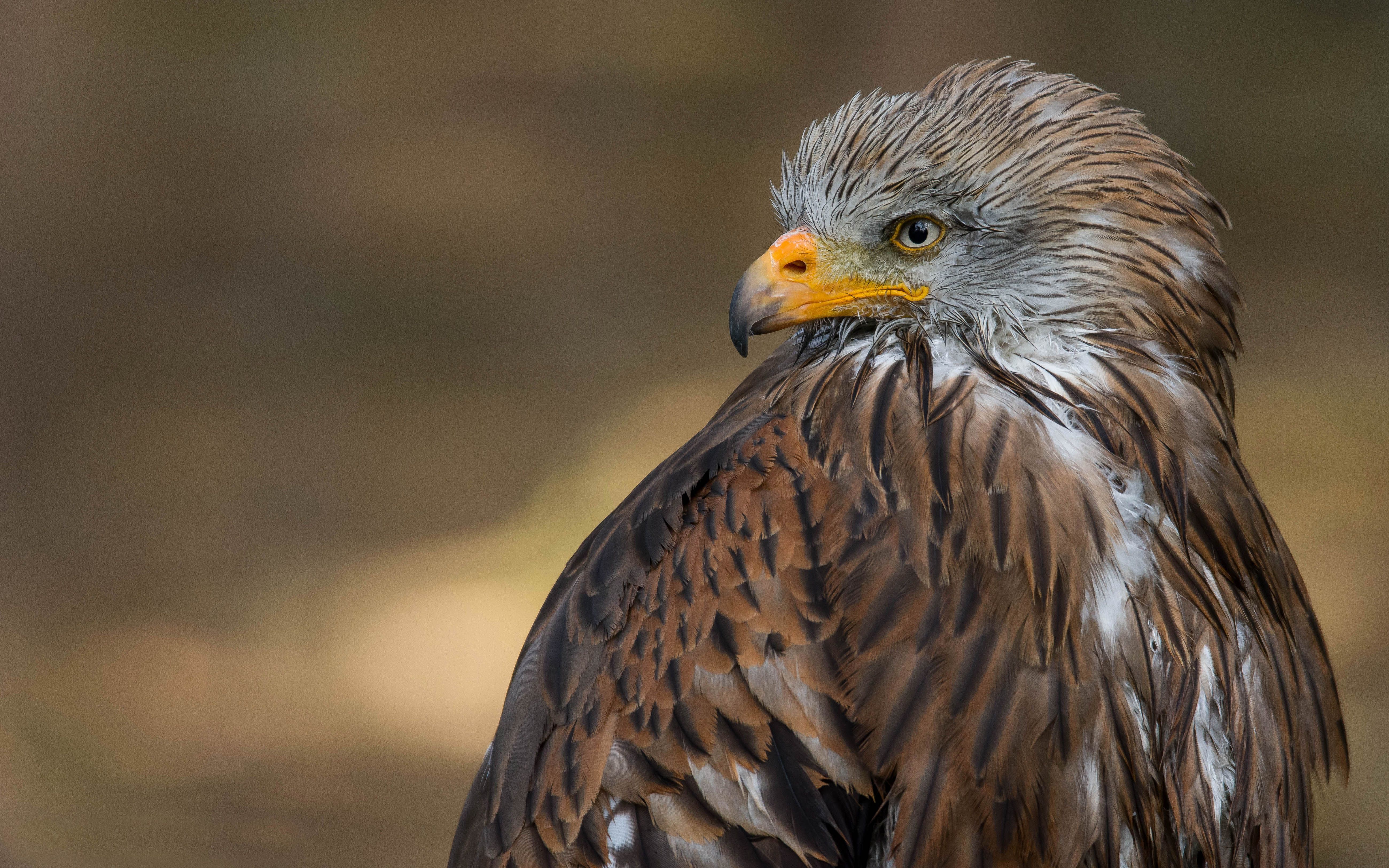 Majestic Hawk Close UpK Ultra HD Wildlife Wallpaper