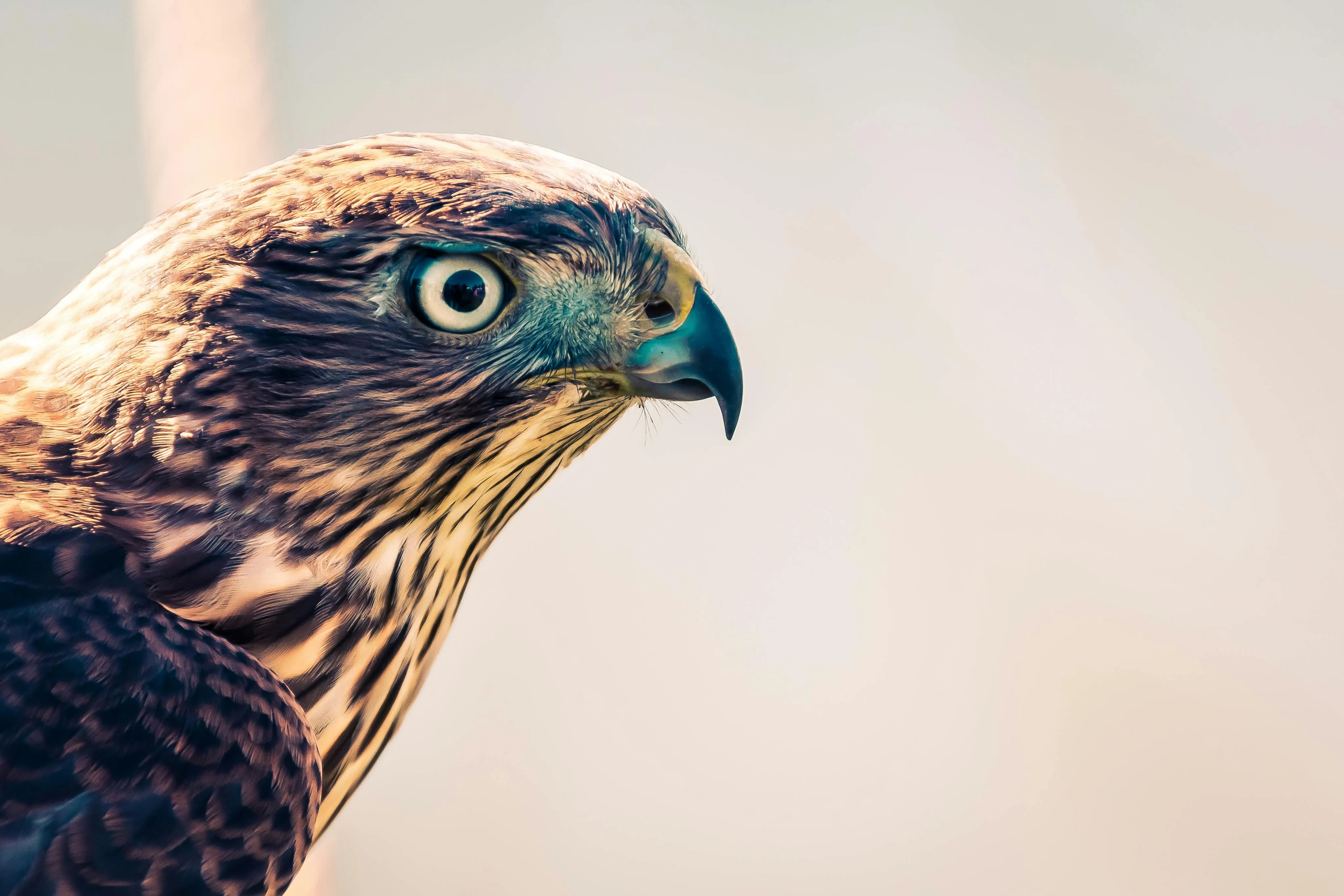 Selective Focus Photography of Falcon · Free