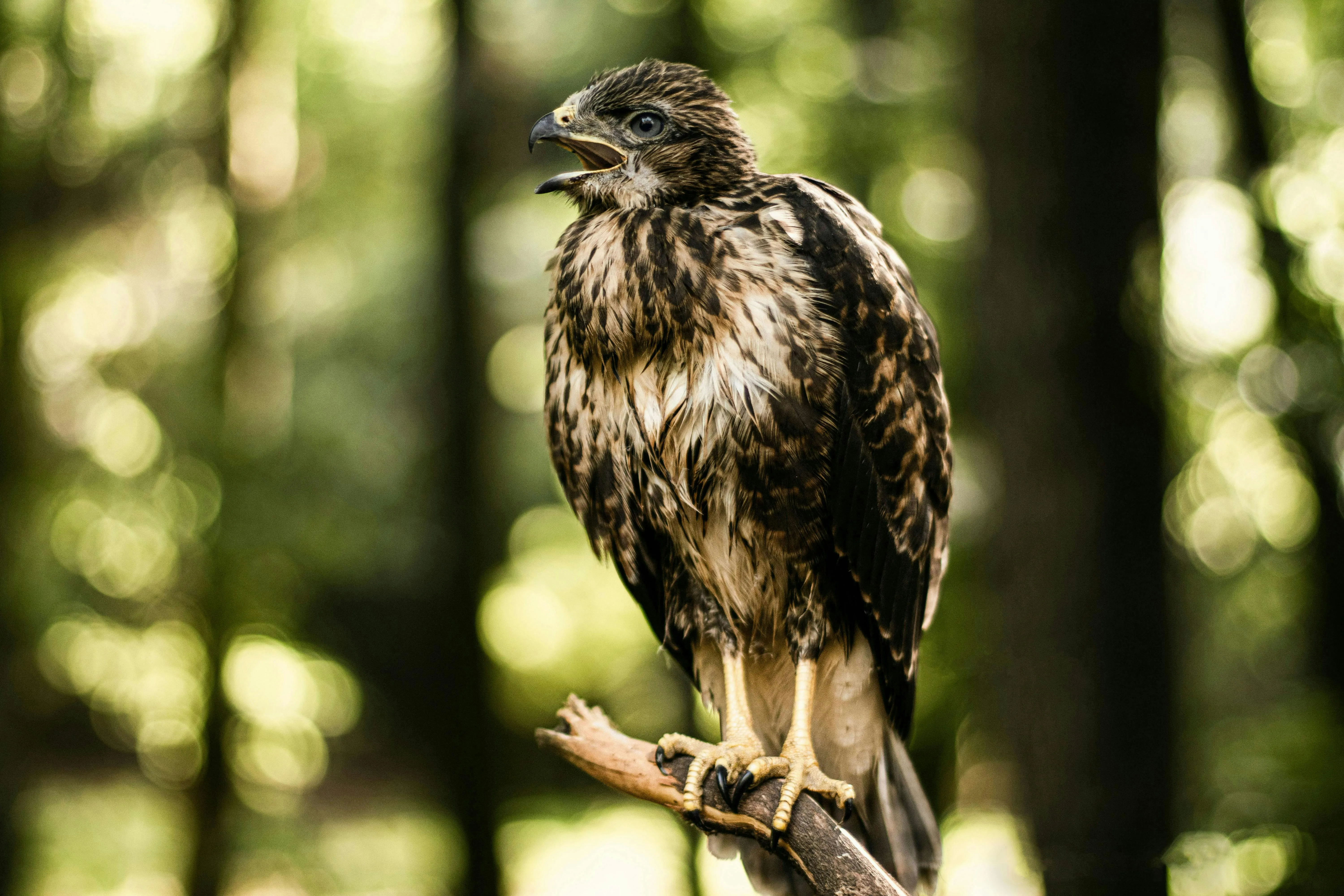 Red Tailed Hawk Bird · Free