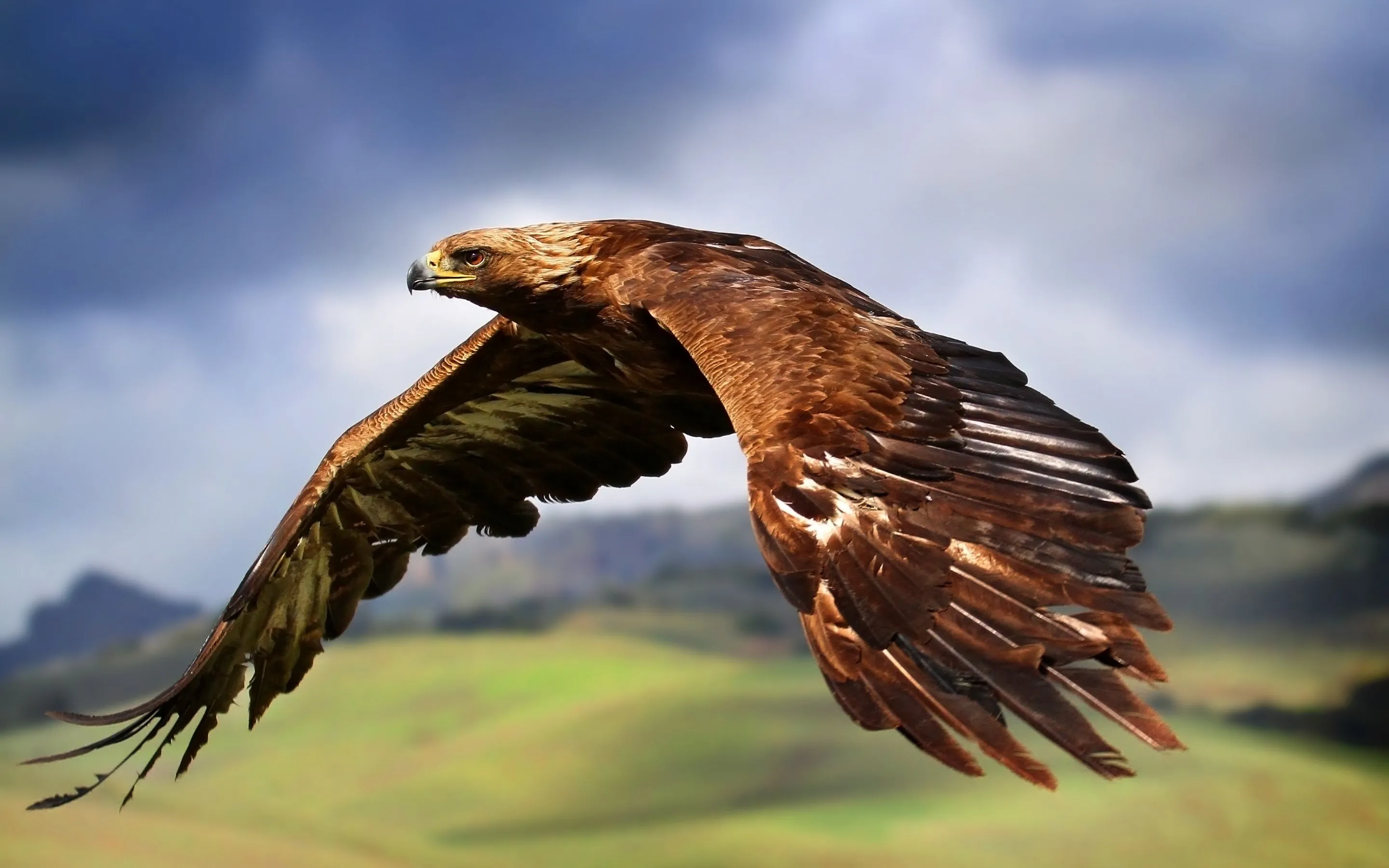 Raptor Wallpaper 4K, Birds of Prey, Carnivorous birds