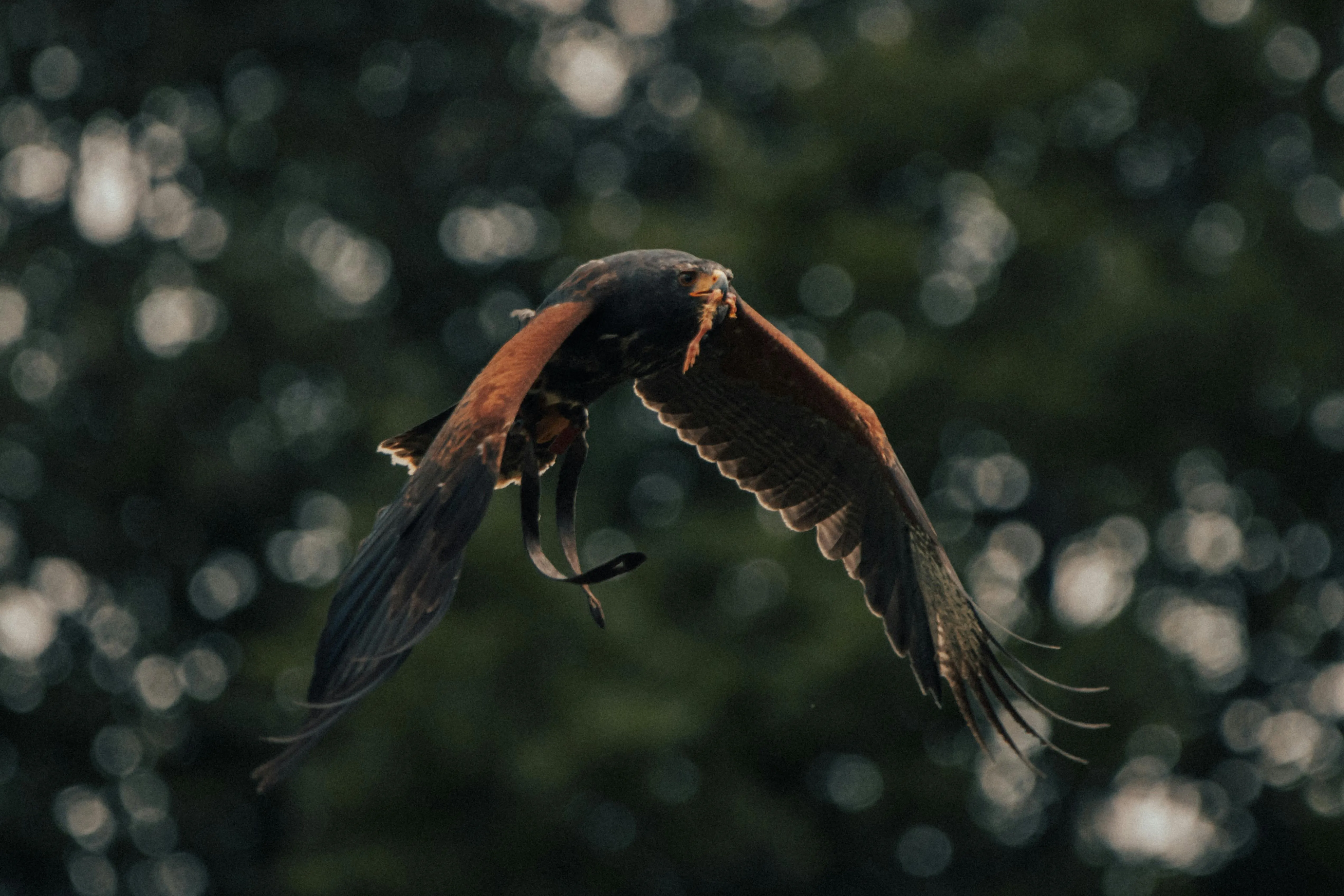 Graceful hawk flying high near trees in forest · Free