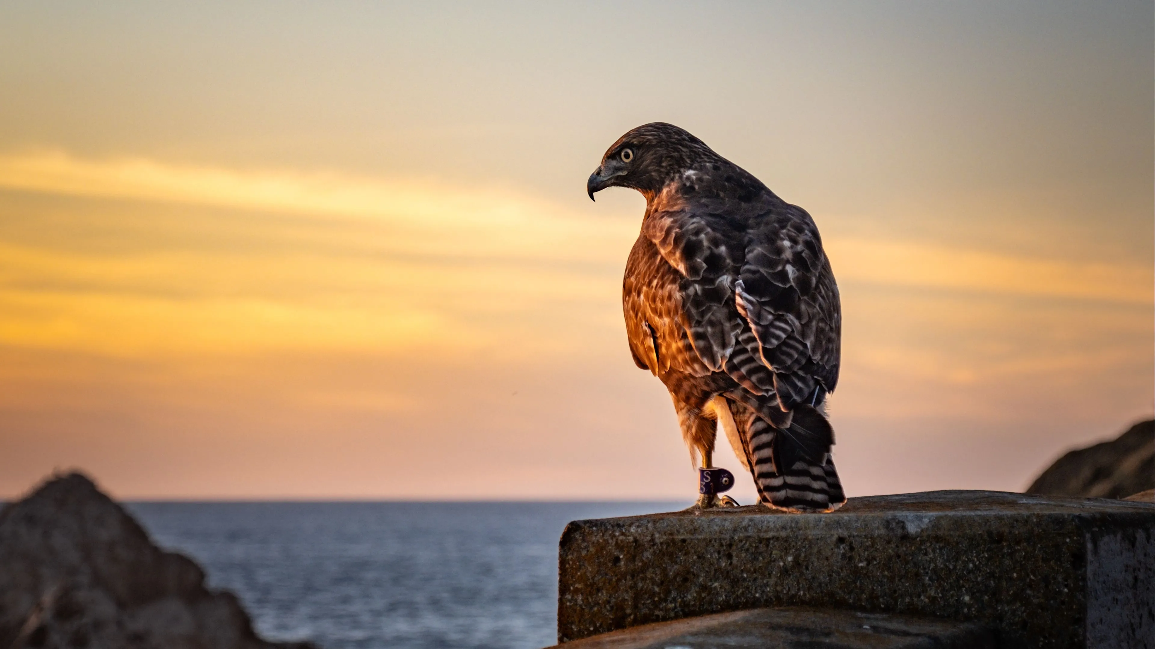 Download wallpaper 3840x2160 hawk, bird, predator, wildlife, sky 4k uhd 16:9 HD background
