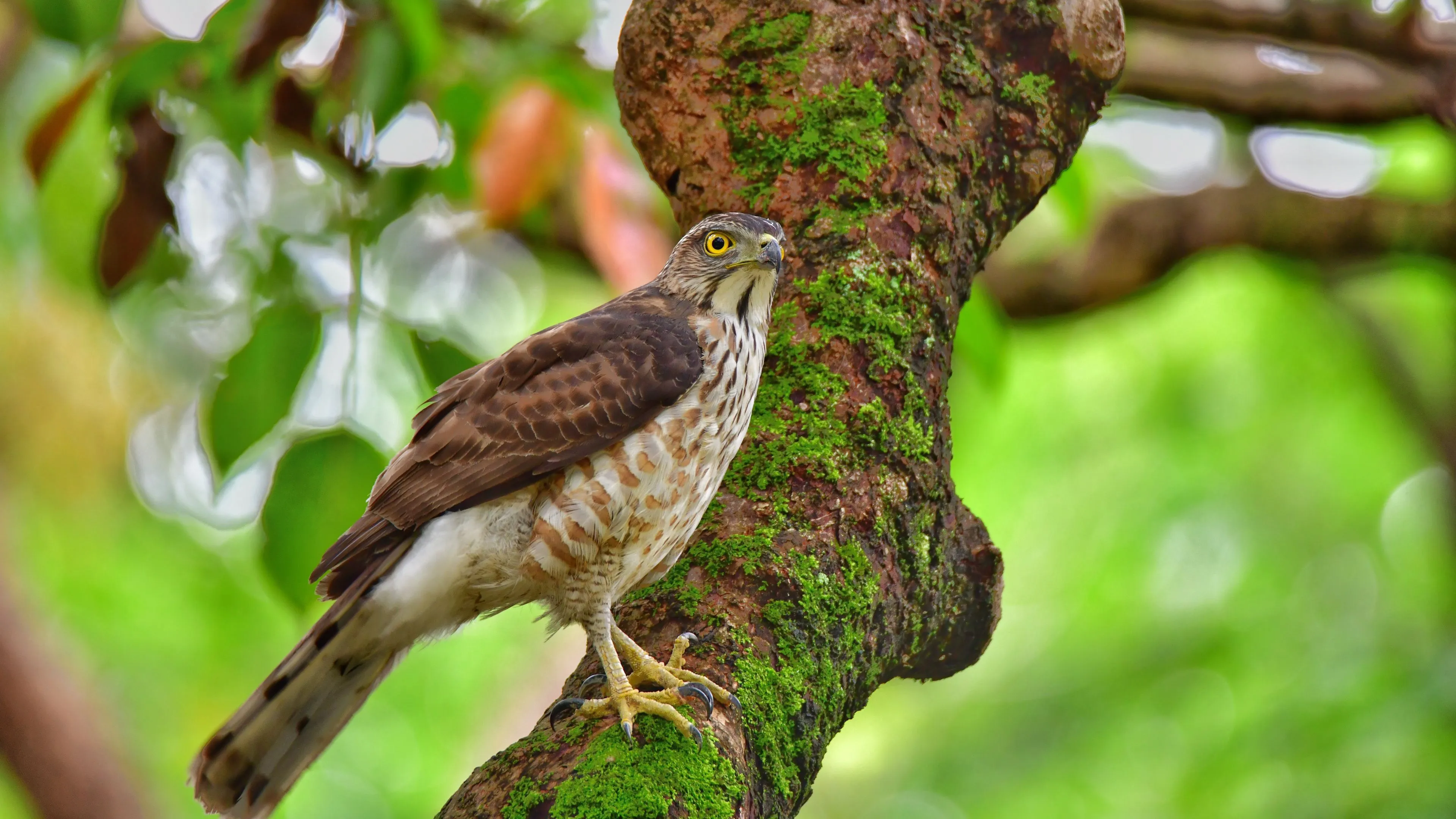 Yellow Eyes Brown White Hawk Bird Is Standing On Algae Covered Tree Trunk 4K HD Birds Wallpaper