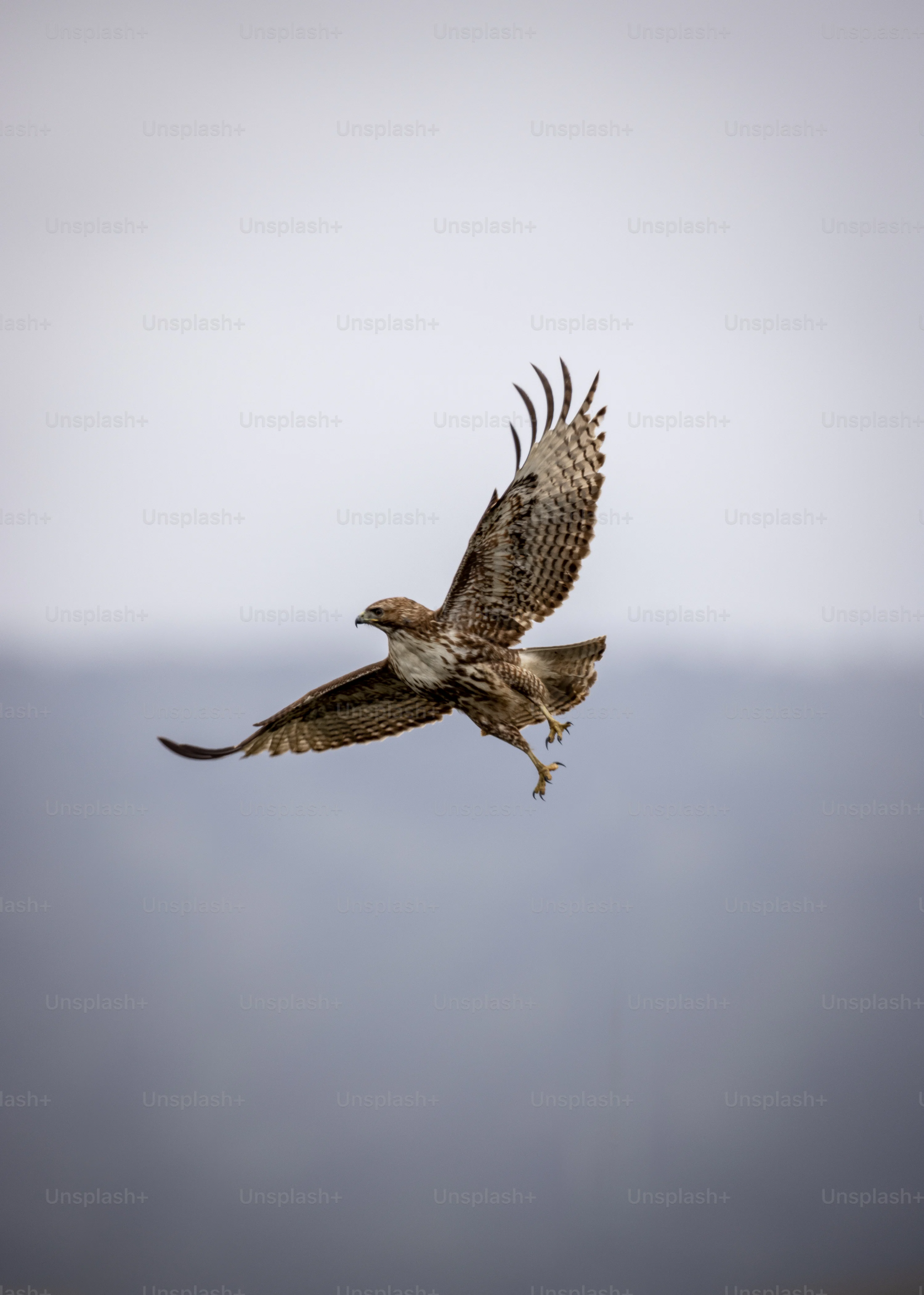 Hawk Picture. Download Free Image