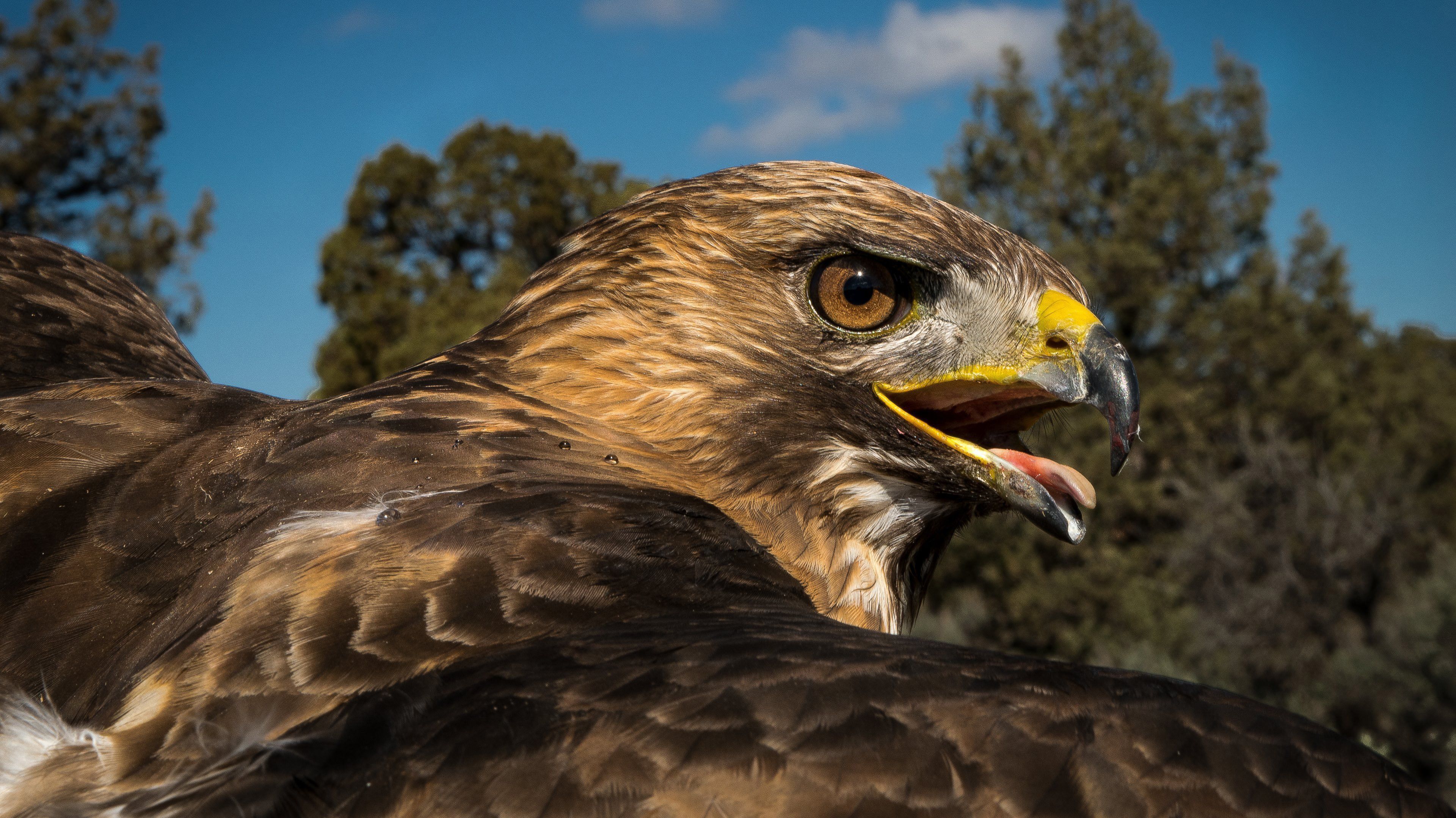 Red Tailed Hawk Wallpaper 3840x2160 82304