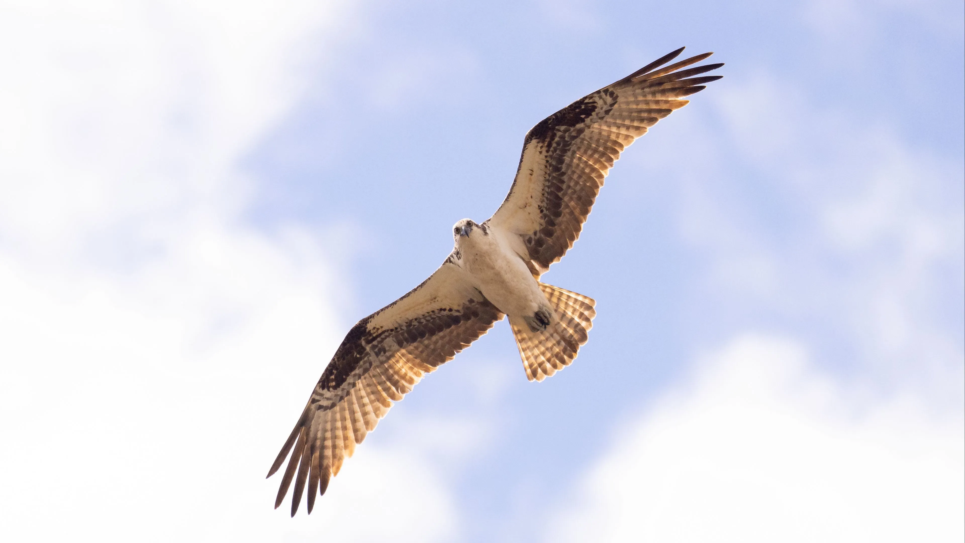 Download wallpaper 3840x2160 osprey, bird, sky, flight, bottom view 4k uhd 16:9 HD background