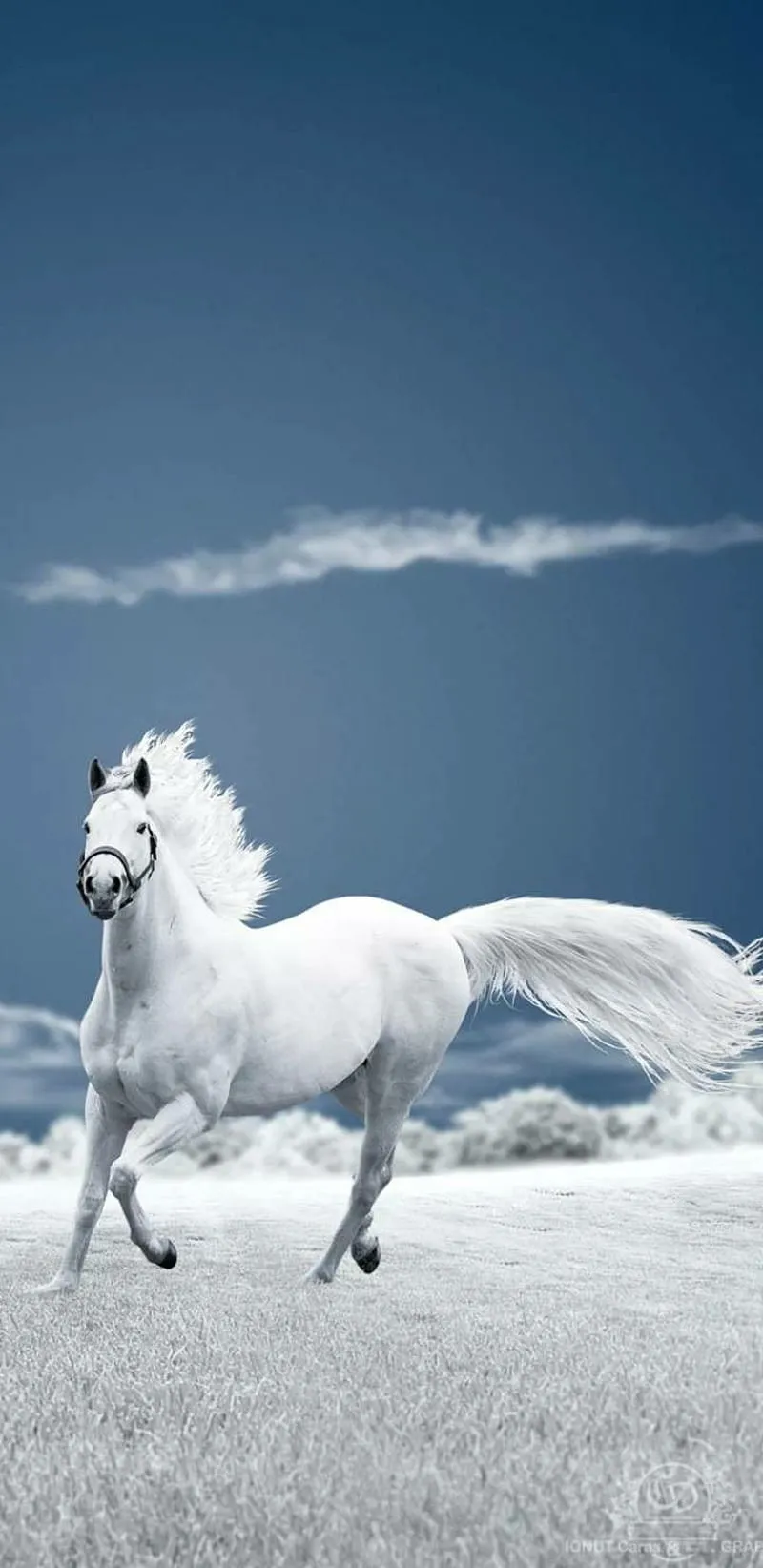 Ultra Horse for Android and iPhone. Horse, Beautiful horses, Horses, HD phone wallpaper