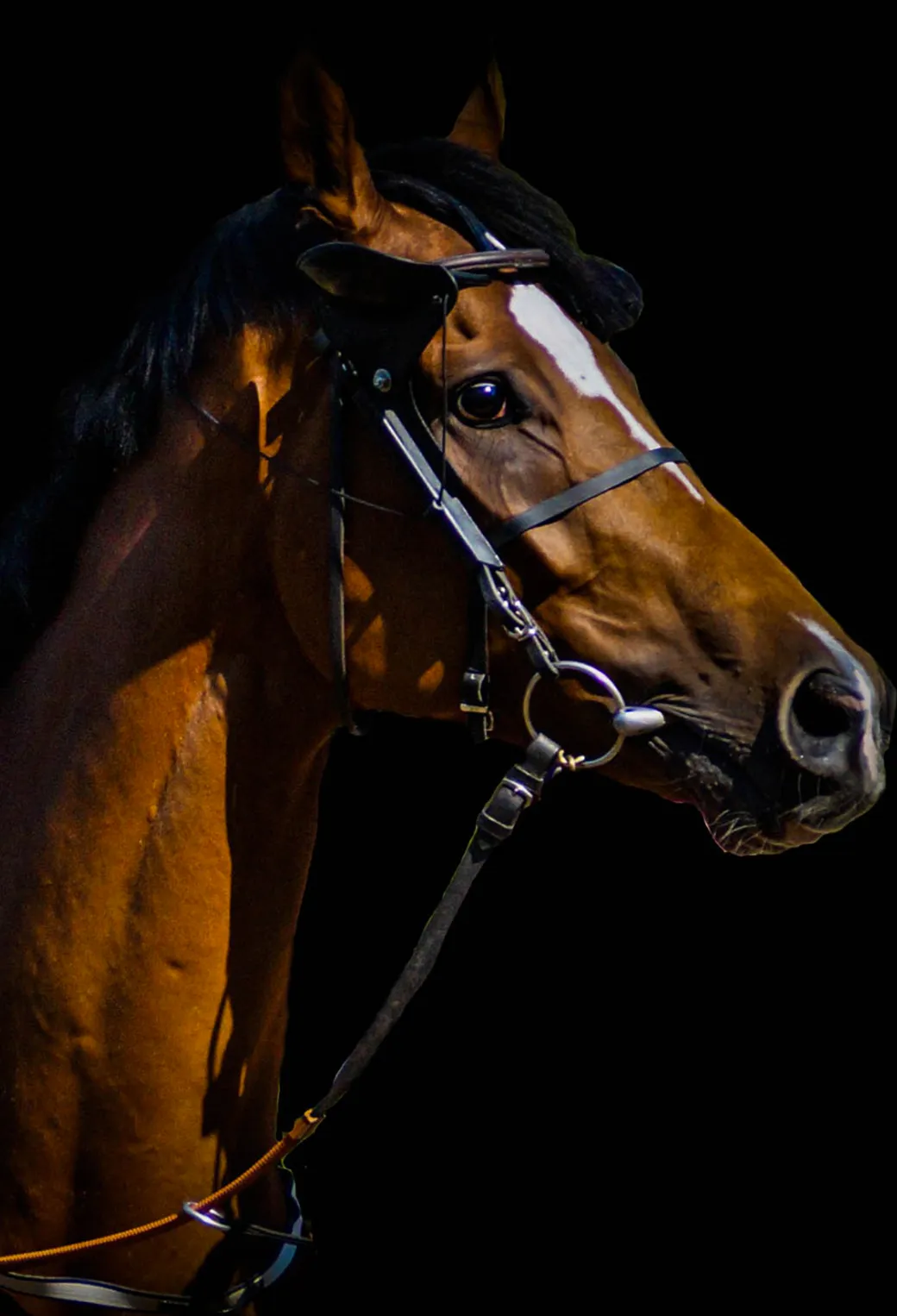 Horse Wallpaper for iPhone 11, Pro Max, X, 8, 7, 6