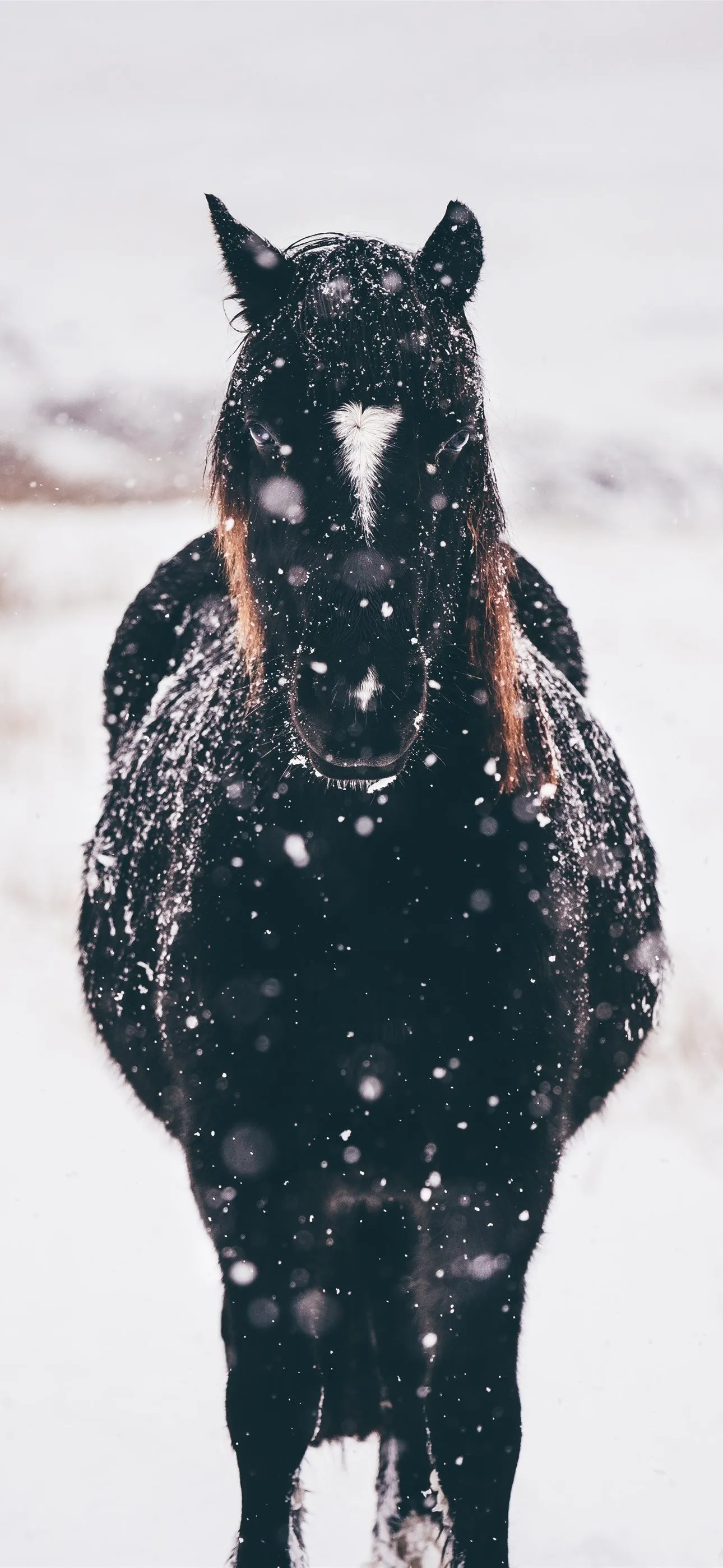 shallow focus photography of black horse standing. iPhone Wallpaper Free Download