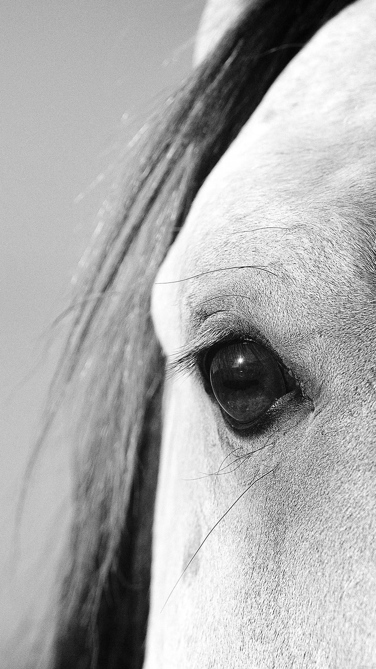 iPhoneXpapers eye of peace b horse