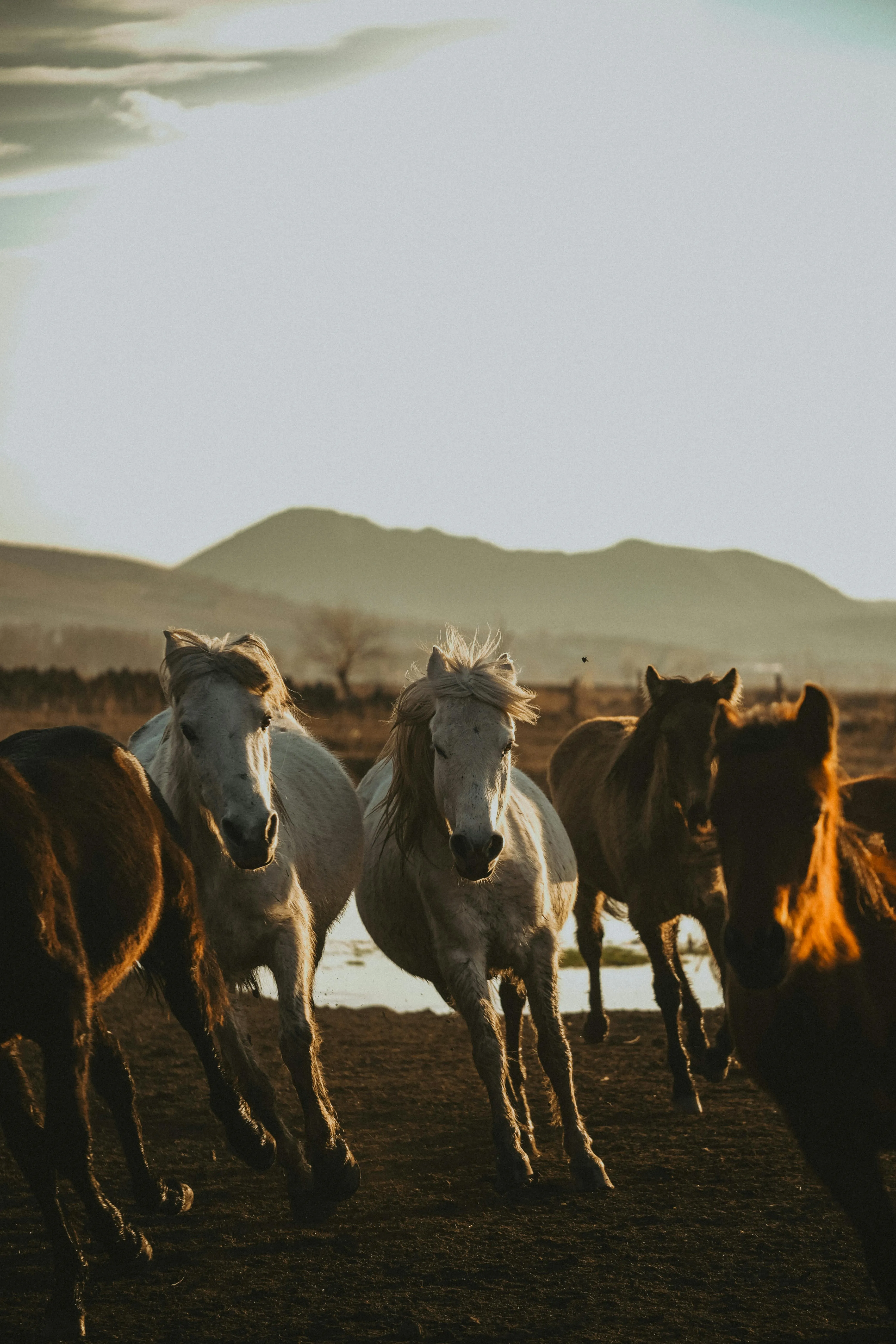 Wild horses running in scenic mountain landscape · Free