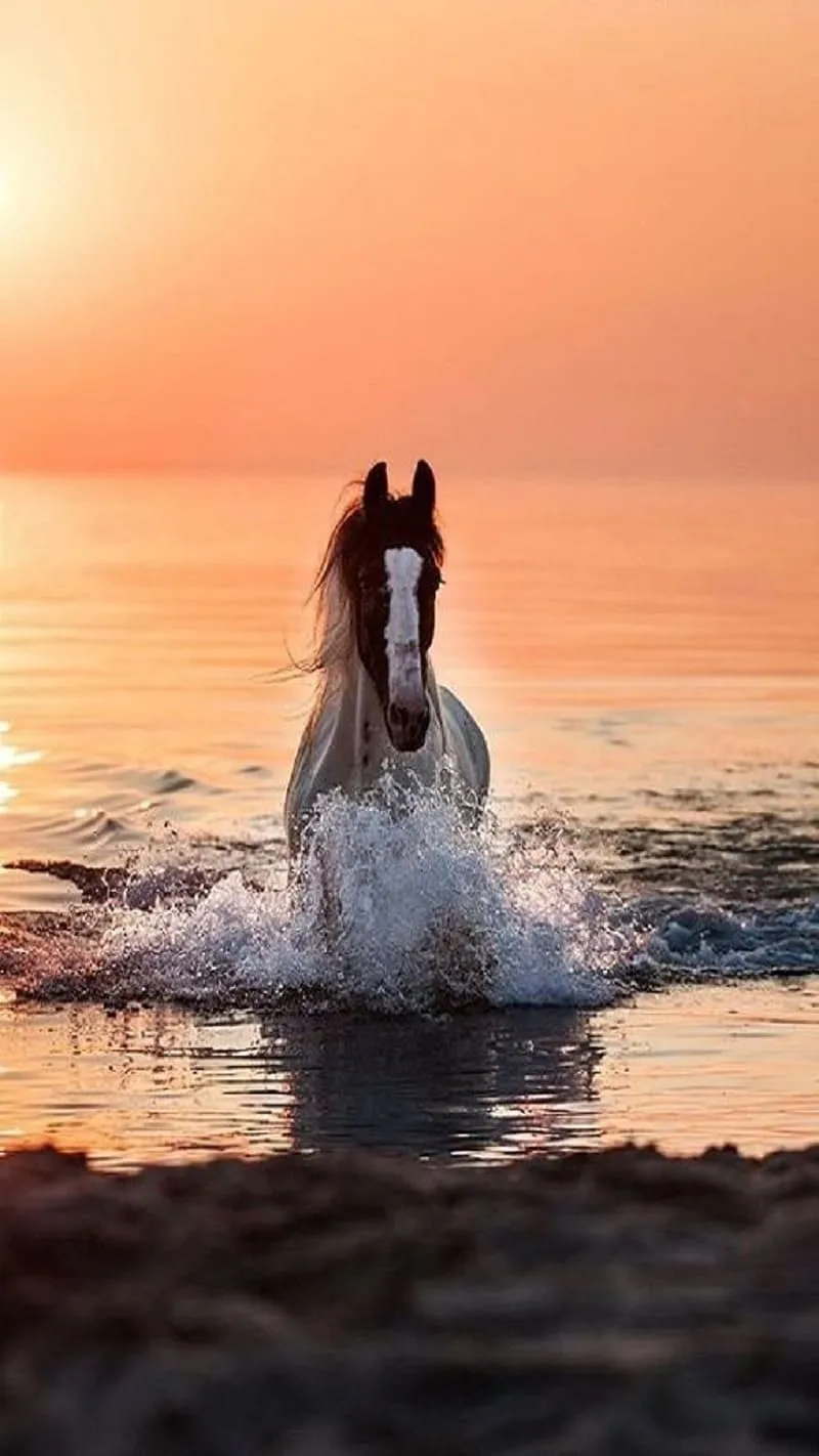Horse, sea, sunset, HD phone wallpaper