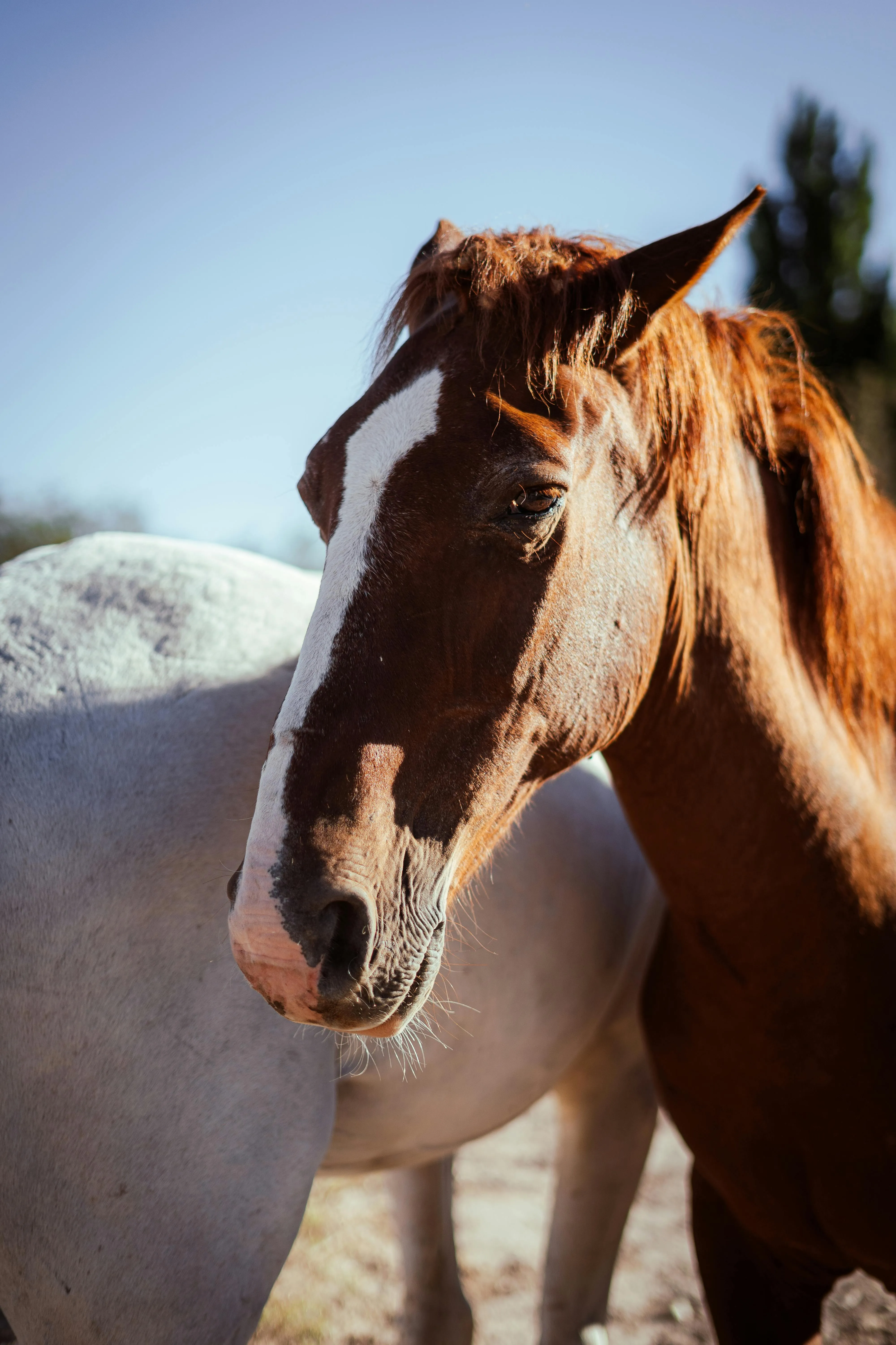 Brown and White Horses in Uspallata, Mendoza · Free