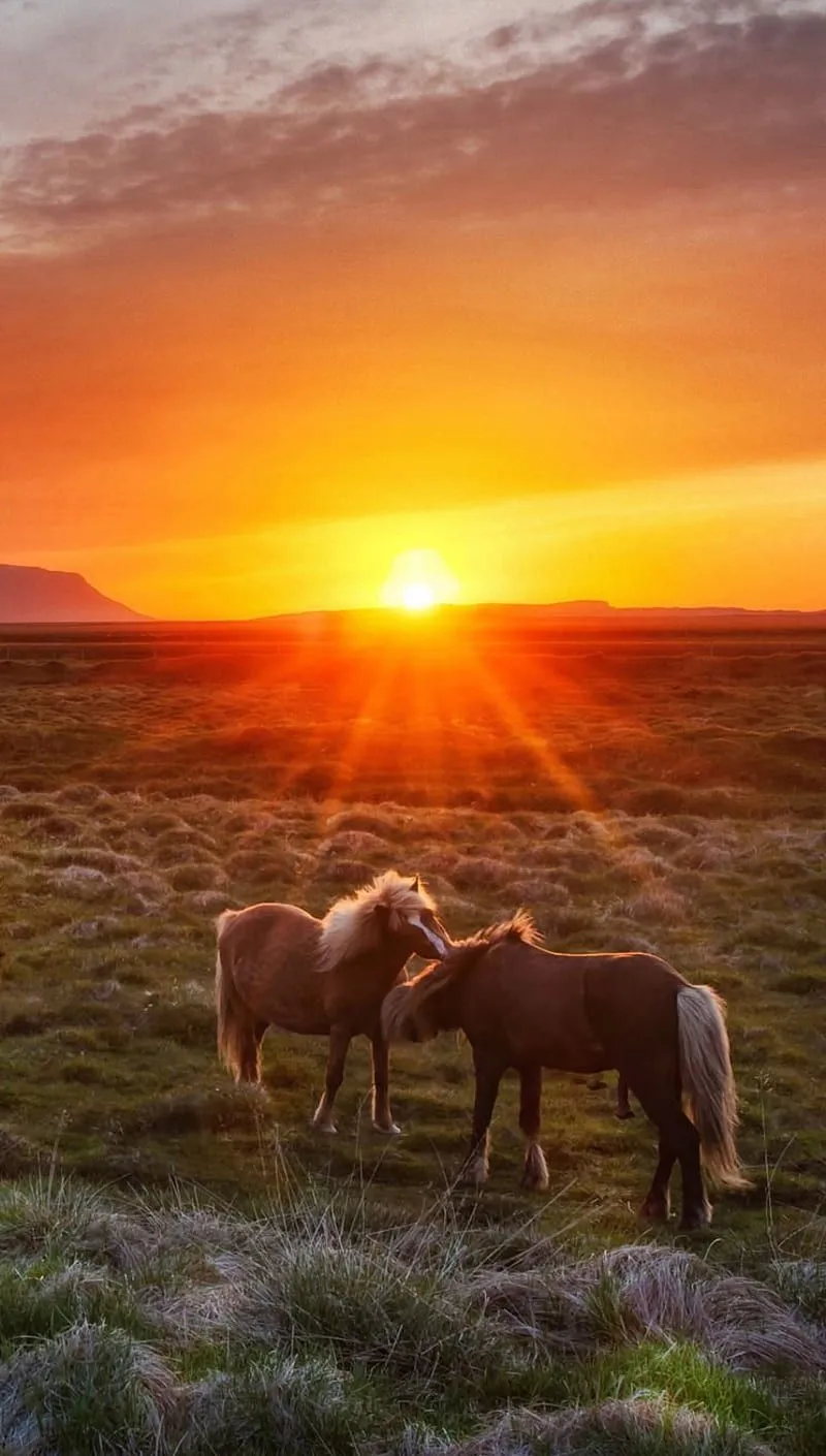 Horses, nature, sunset, HD phone wallpaper