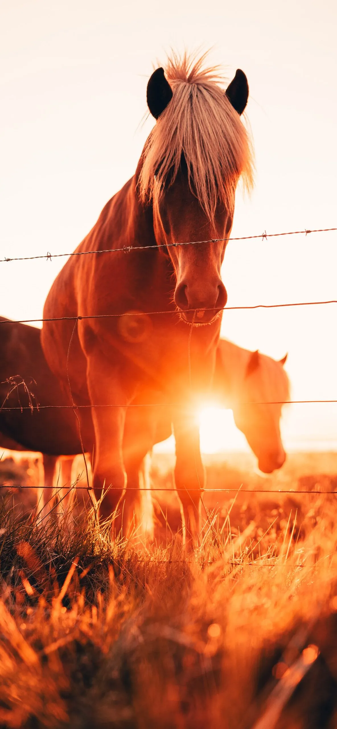 Horses Wallpaper for iPhone 11, Pro Max, X, 8, 7, 6