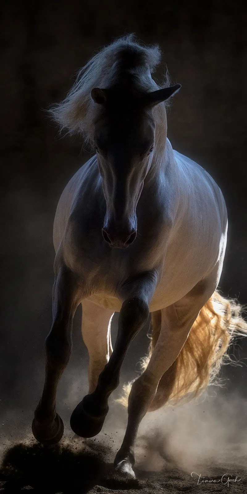 Emerging Force art horse photography print. Tamara Gooch. Fine Art Equine, Wildlife & Western Prints