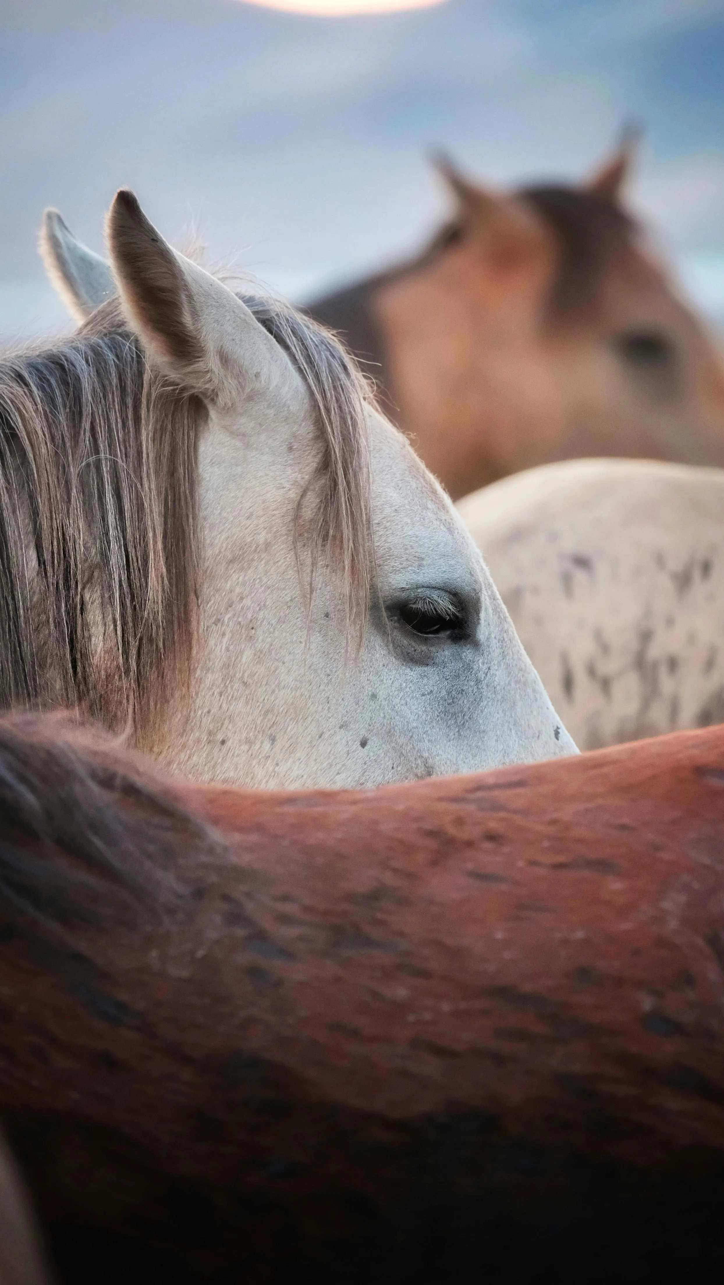 A close up of horses looking at the moon · Free