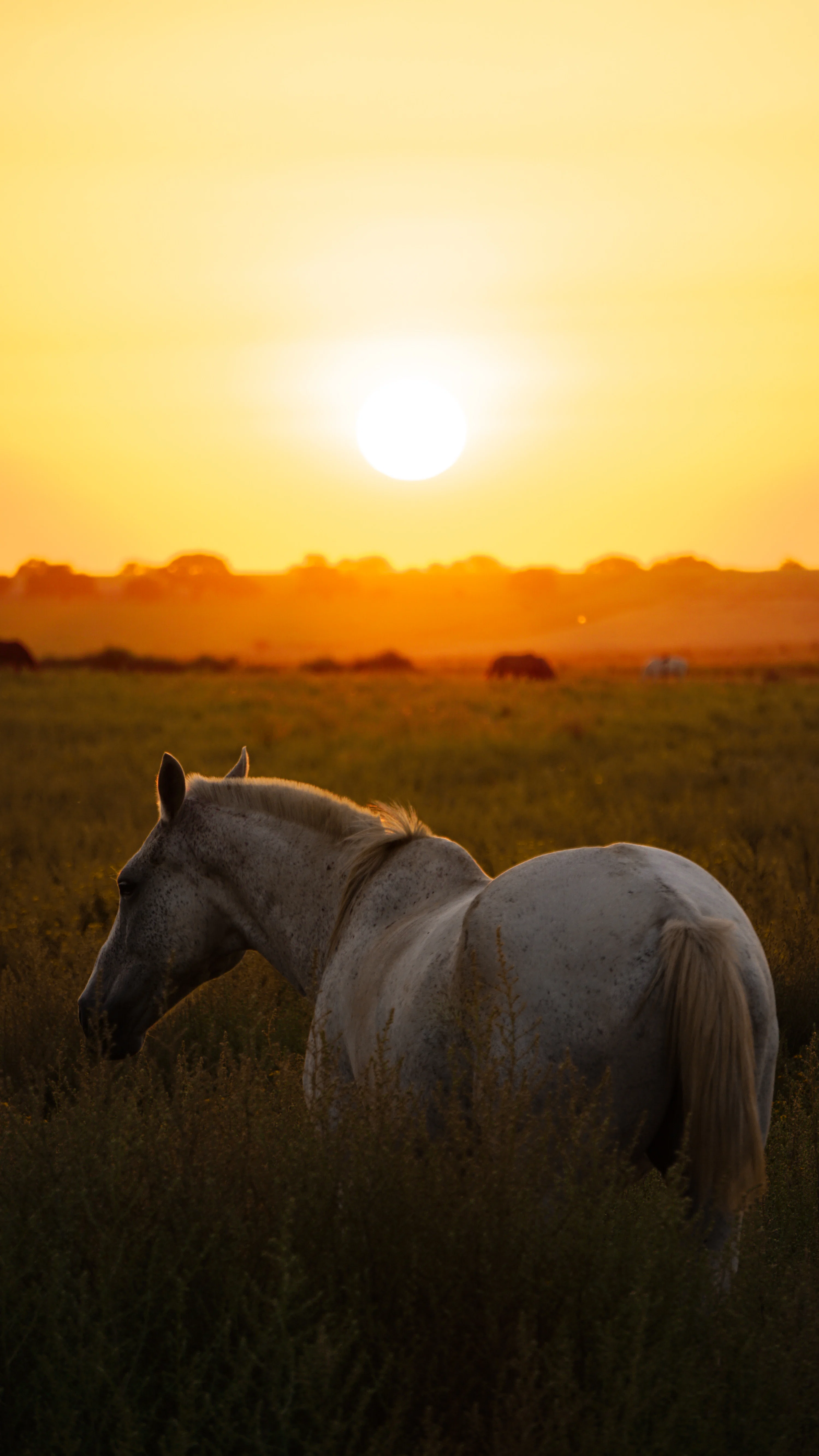 White horse on brown grass field during sunset photo