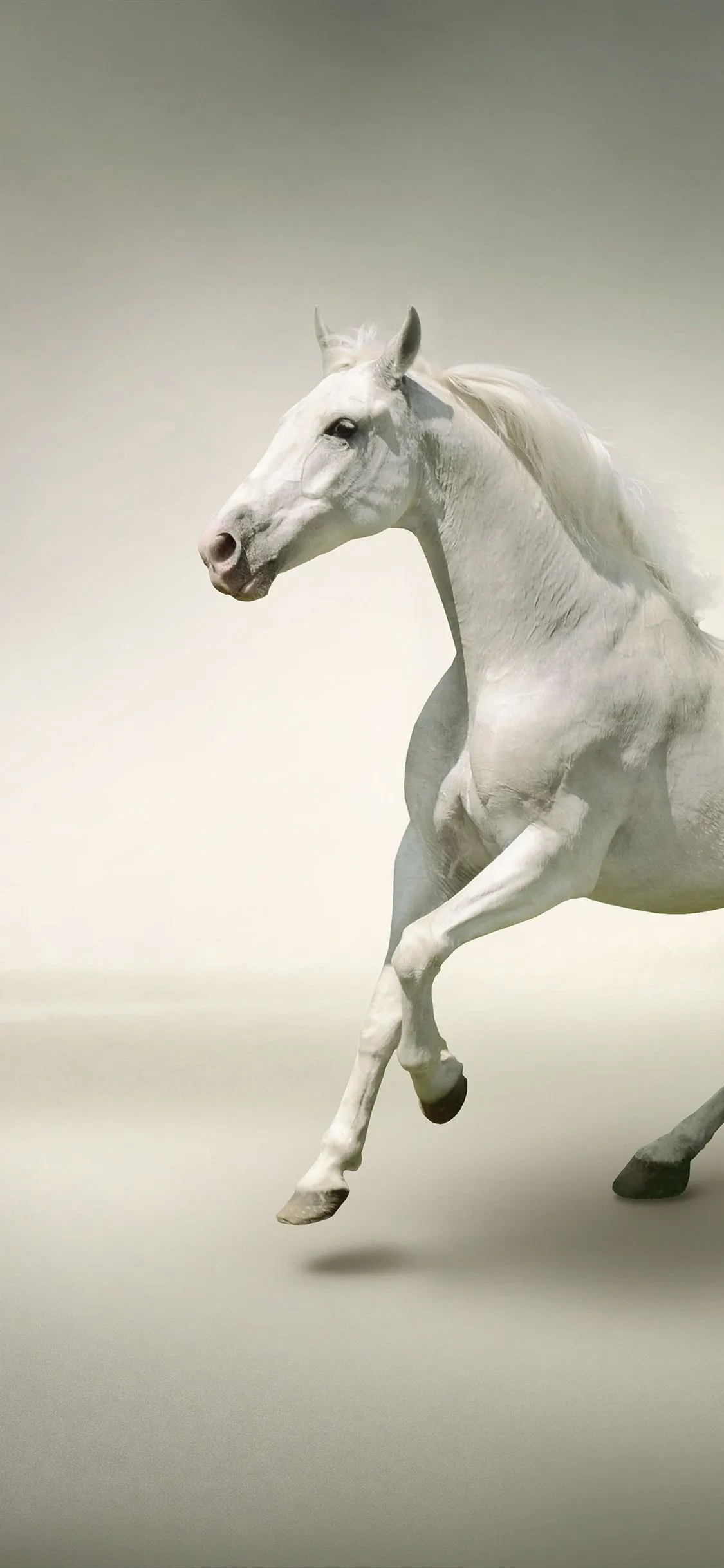 Two White Horses Running 1125x2436 IPhone 11 Pro XS X Wallpaper, Background, Picture, Image