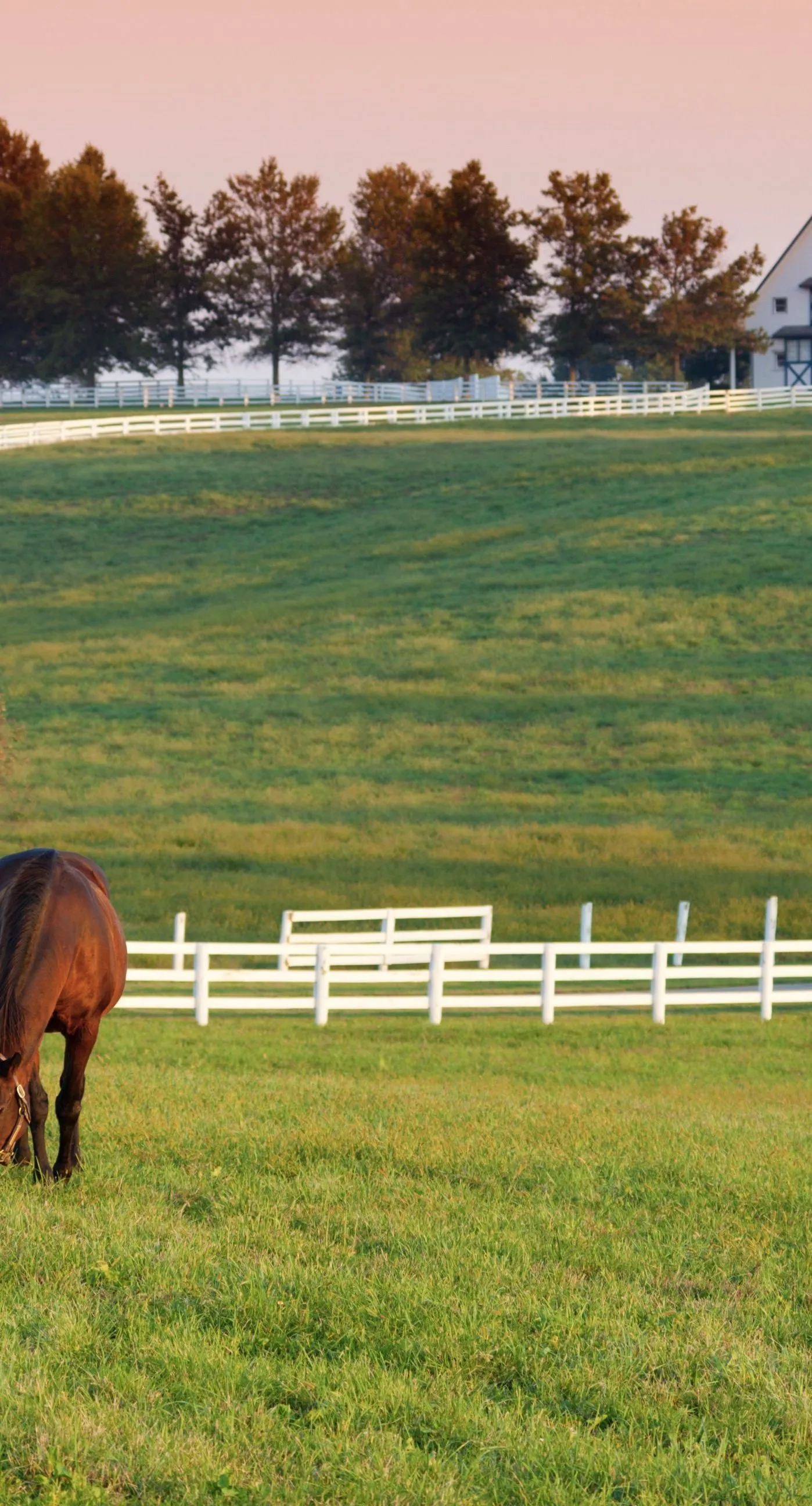 Landscape farm horse green. wallpaper.sc iPhone7Plus