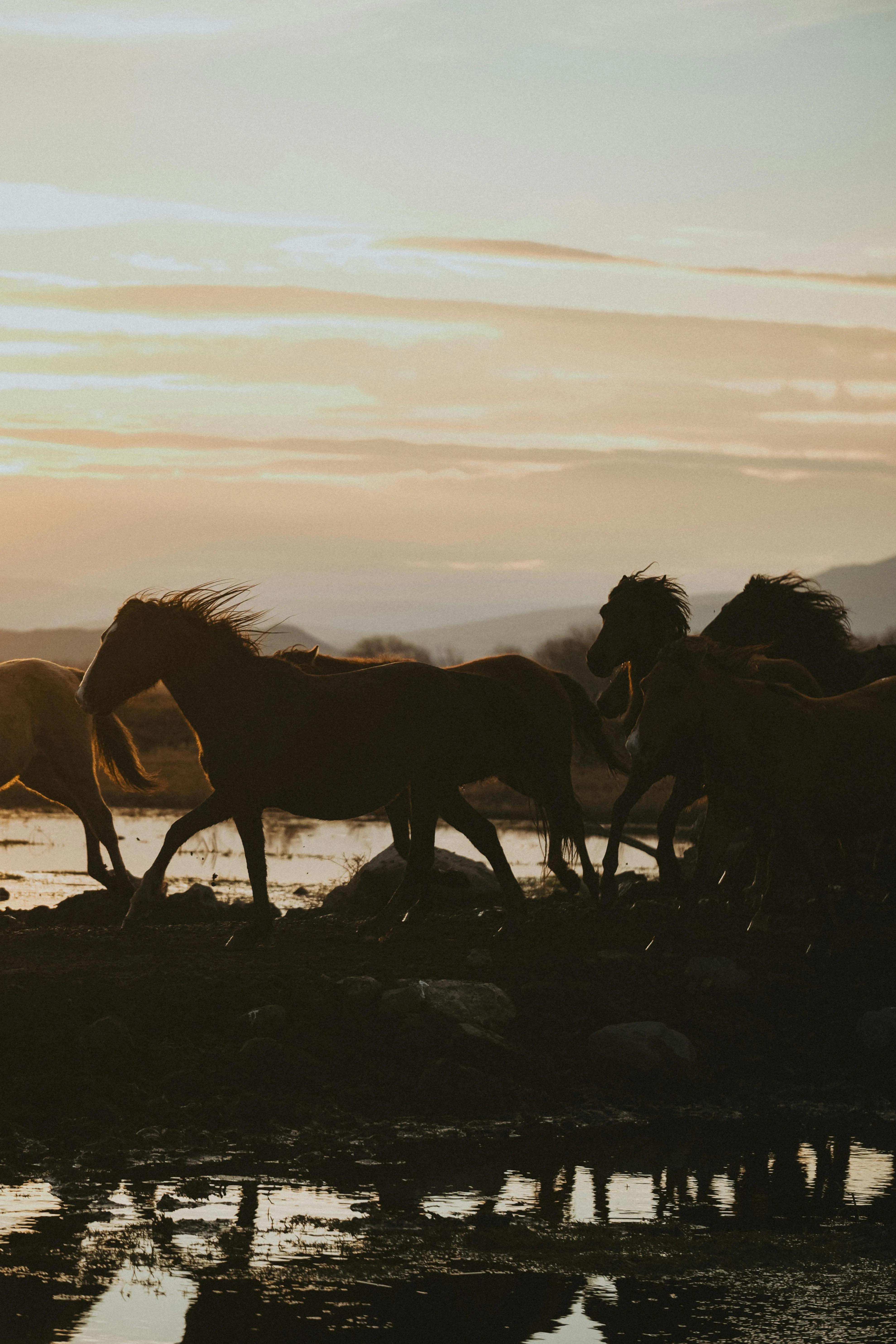 Wild Horses Running at Sunset by the Water · Free
