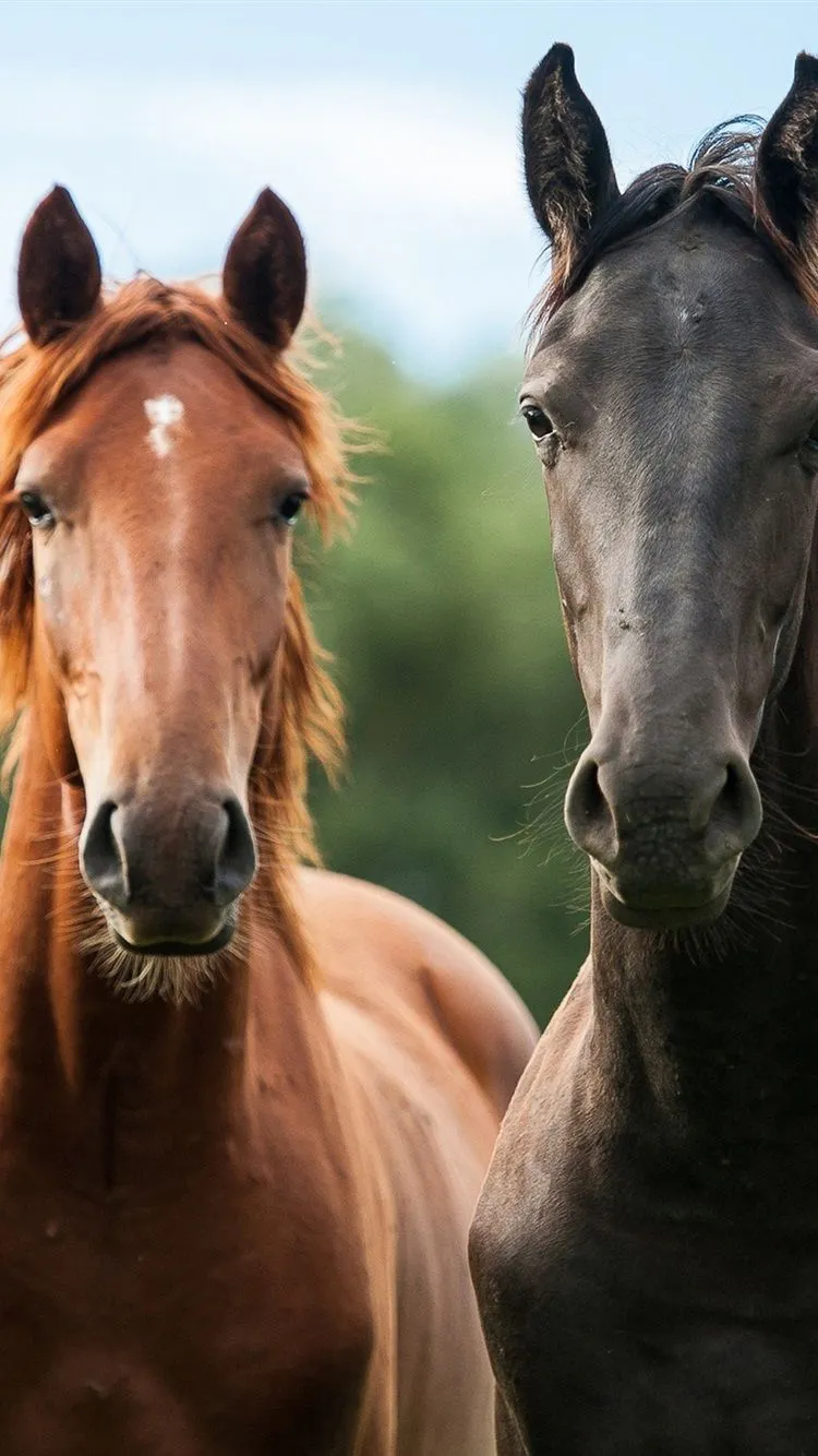 Three Horses Front View 750x1334 IPhone 8 7 6 6S Wallpaper, Background, Picture, Image