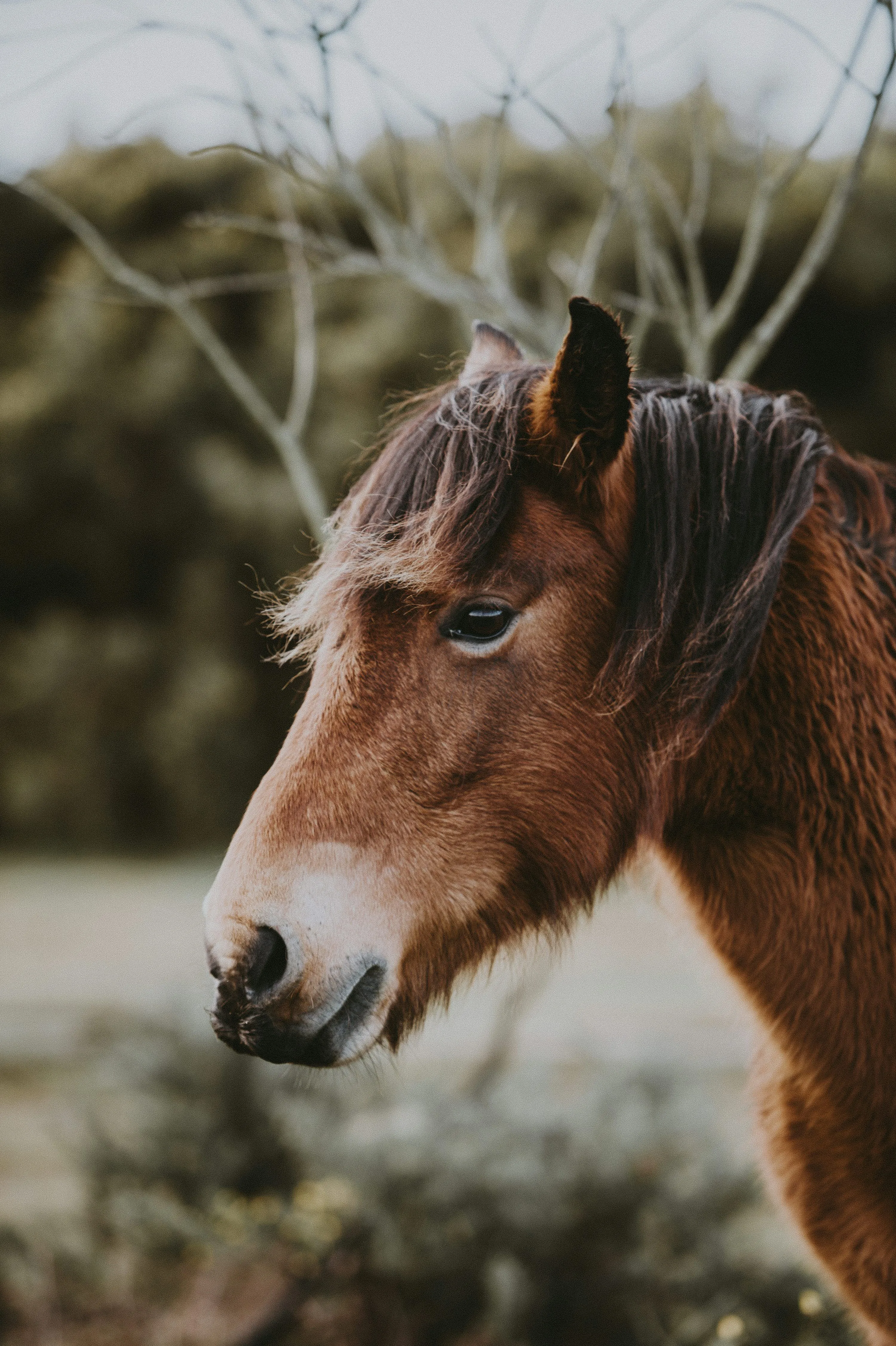 A brown horse standing next to a tree photo