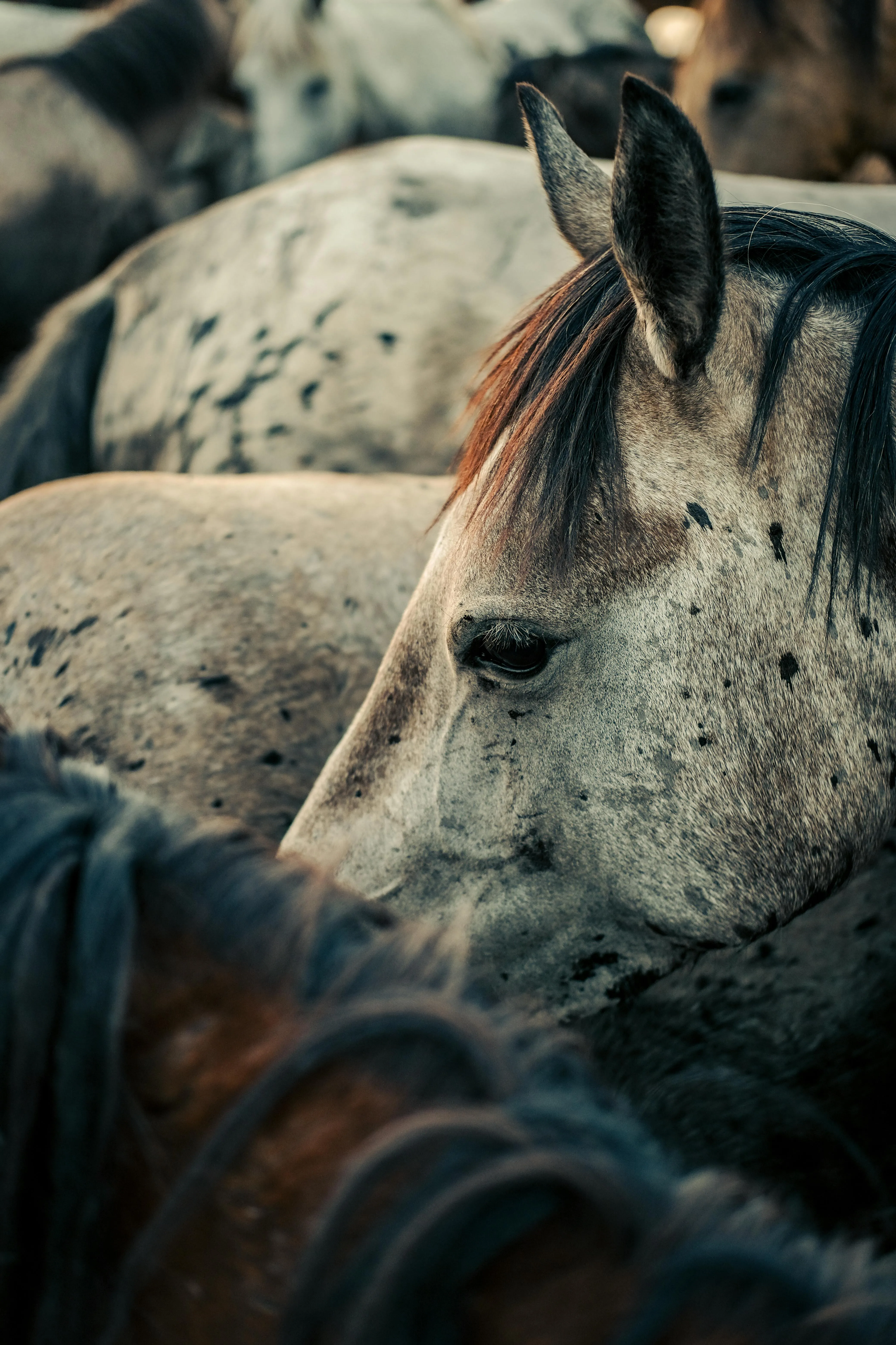 A group of horses standing in a field · Free