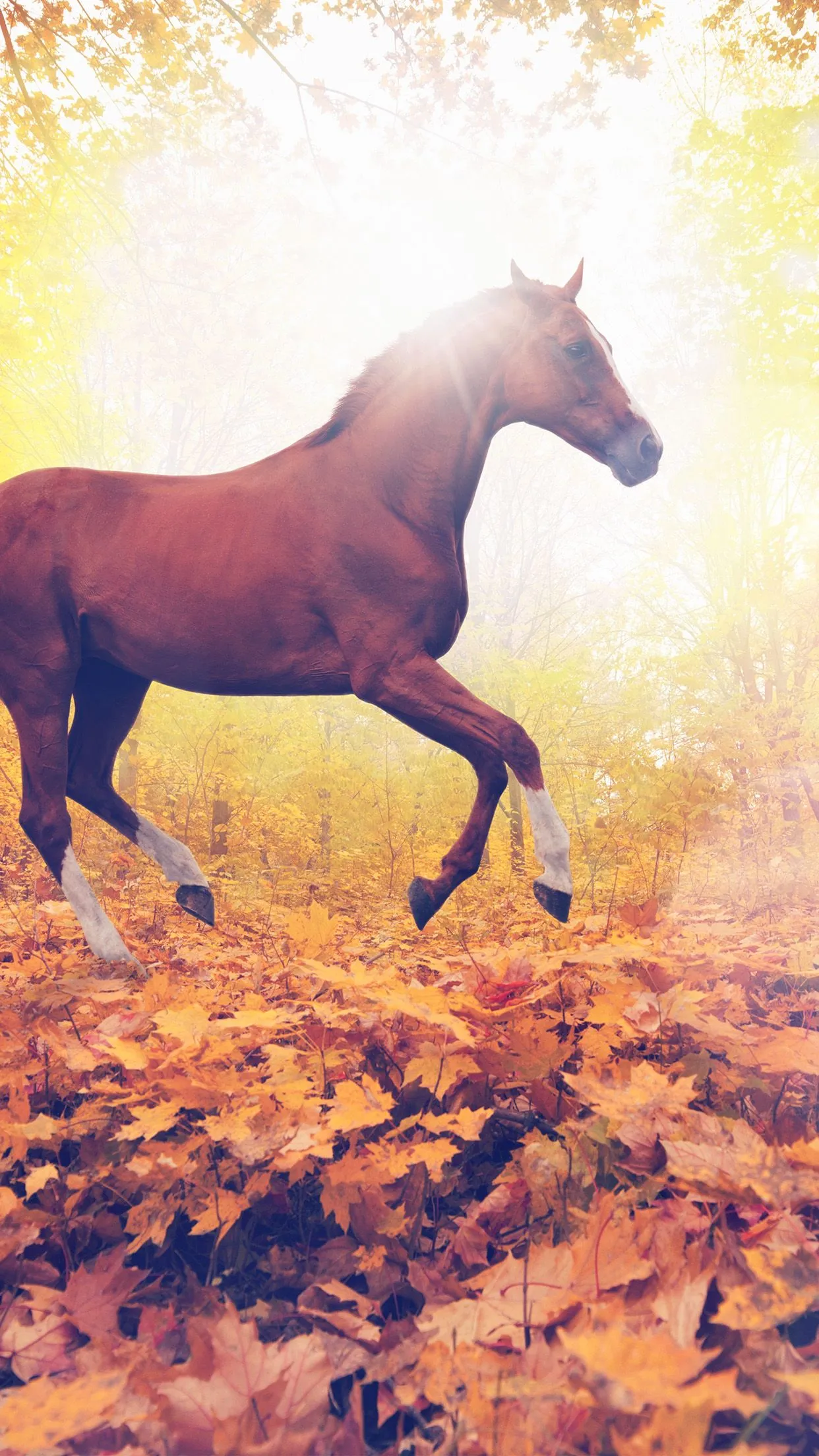 iPhone X wallpaper. horse art animal fall leaf mountain red flare