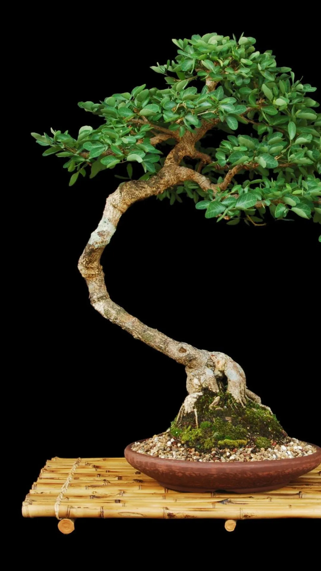 iPhone Bonsai Wallpapers - Wallpaper Cave