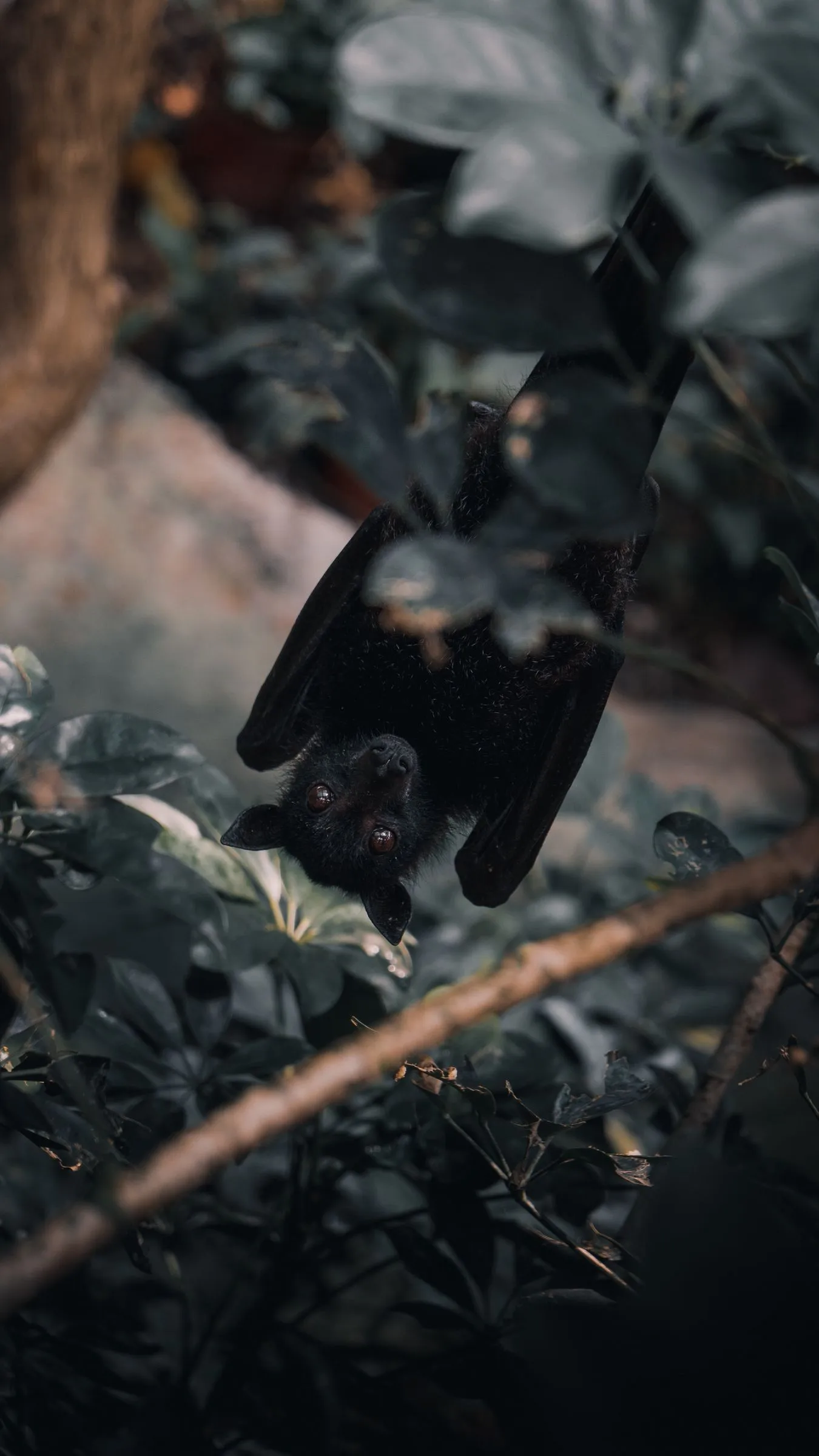 Download wallpaper 1350x2400 common pipistrelle, branch, look out, hide, bat iphone 8+/7+/6s+/for parallax HD background