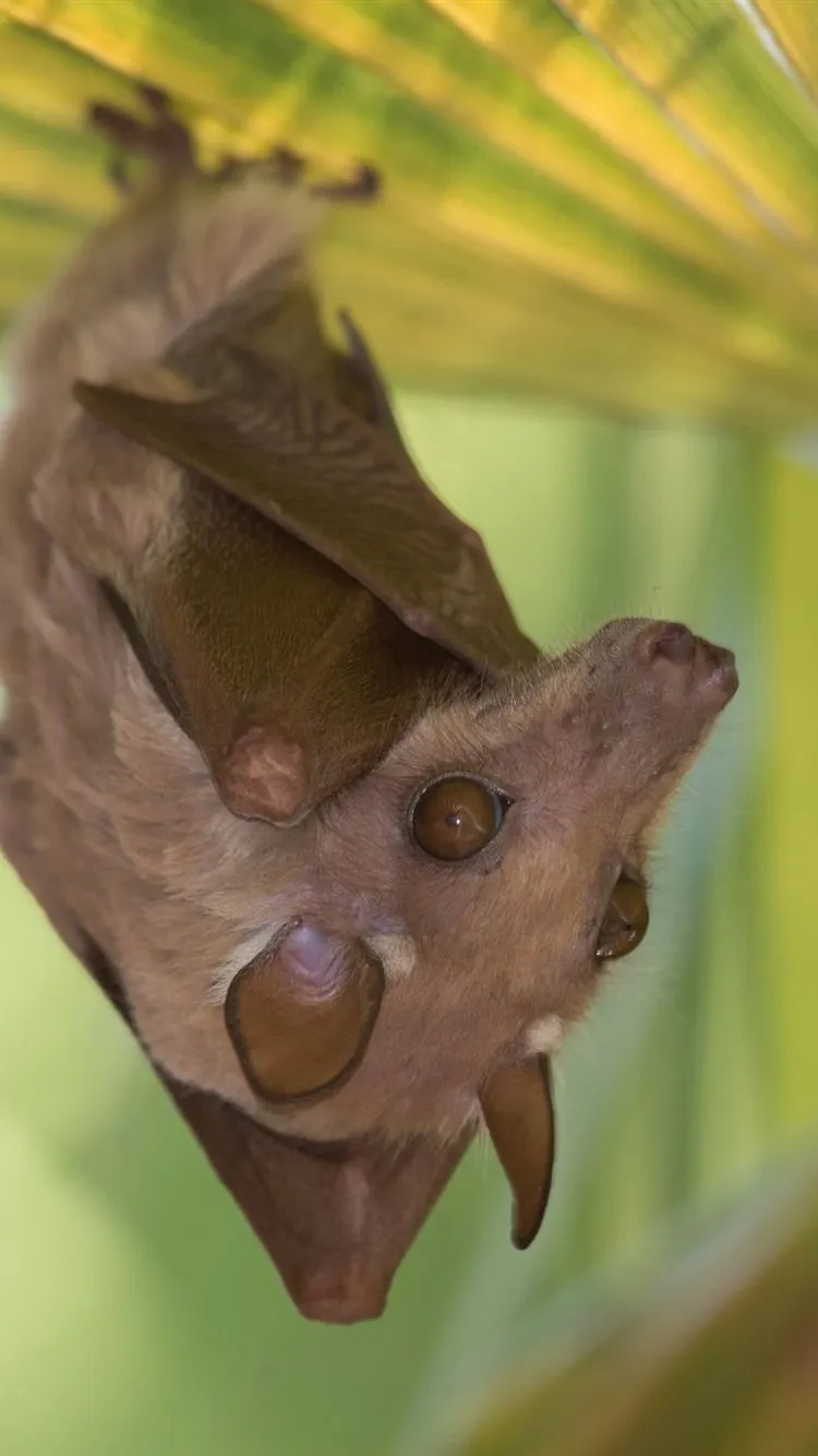 Bat, Stay 750x1334 IPhone 8 7 6 6S Wallpaper, Background, Picture, Image