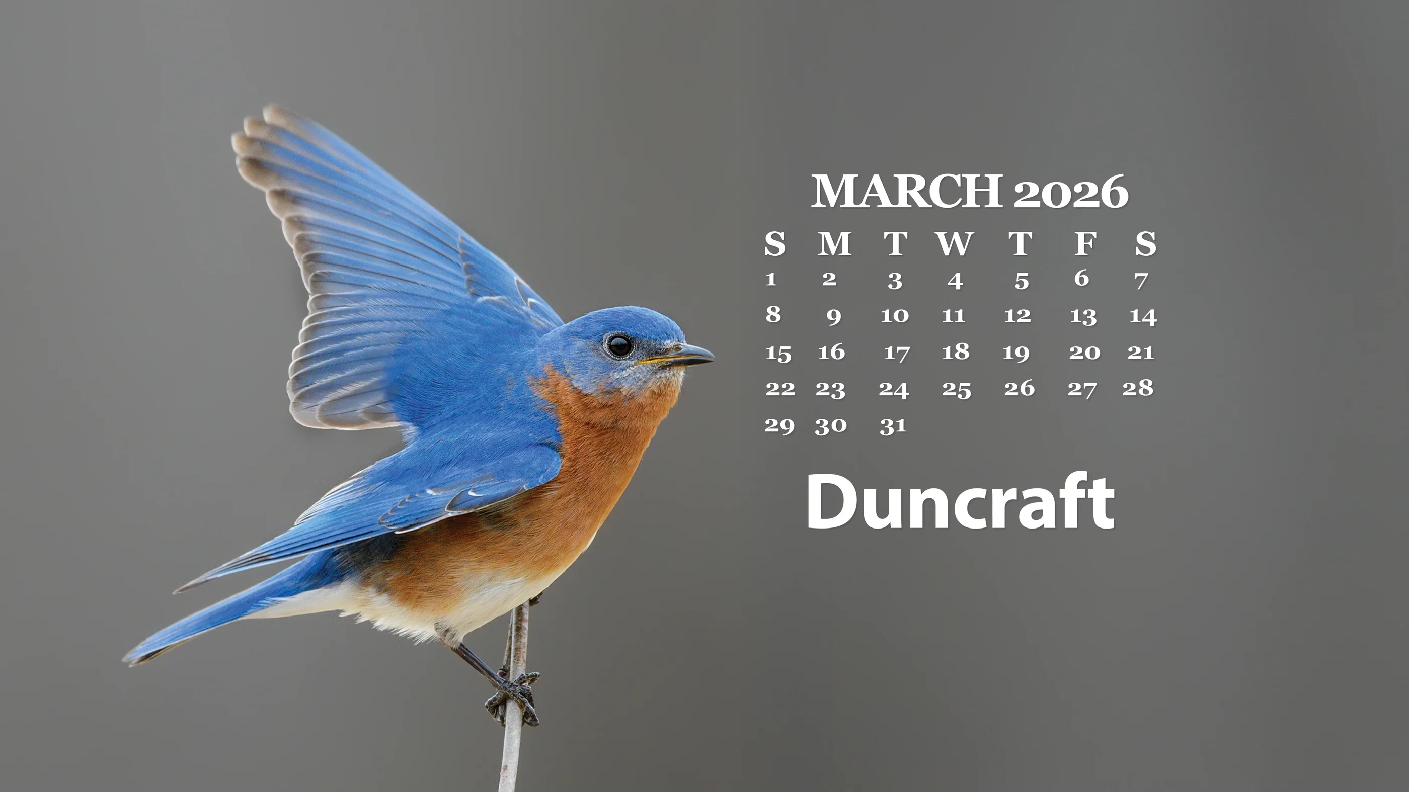 Duncraft Desktop Calendar. Bird Computer Wallpaper