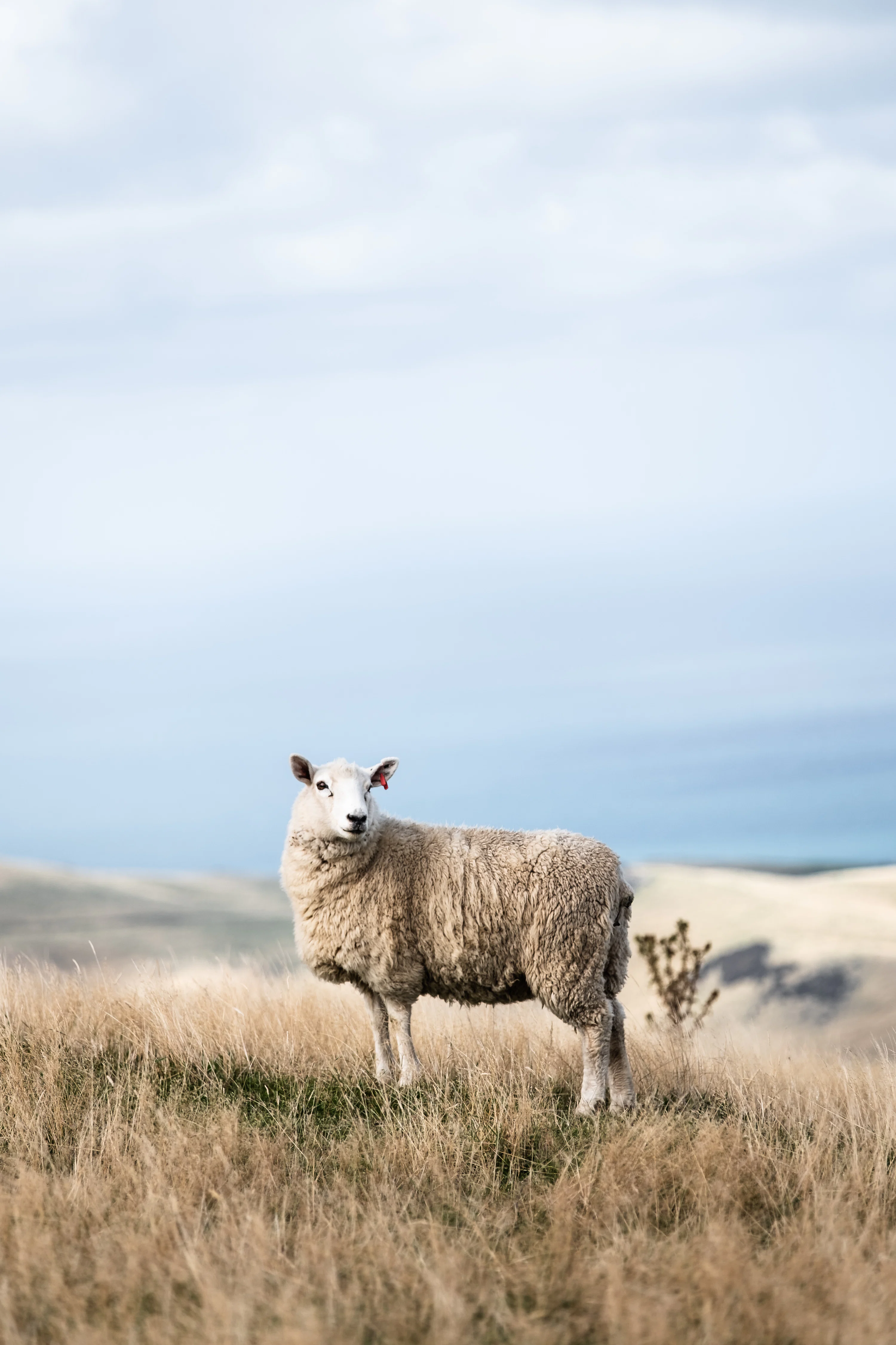 Sheep Image. Download Free Picture