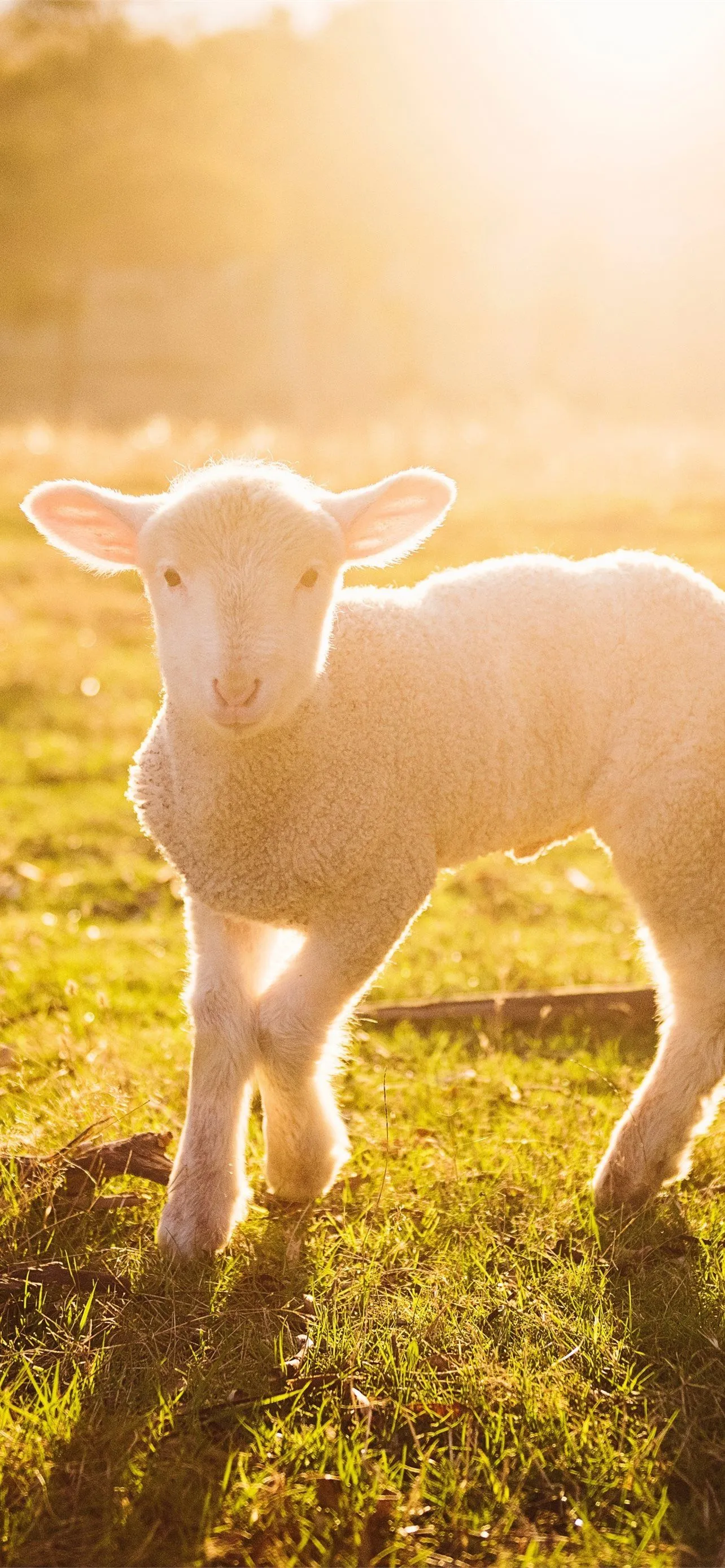 sheep iPhone Wallpaper Free Download