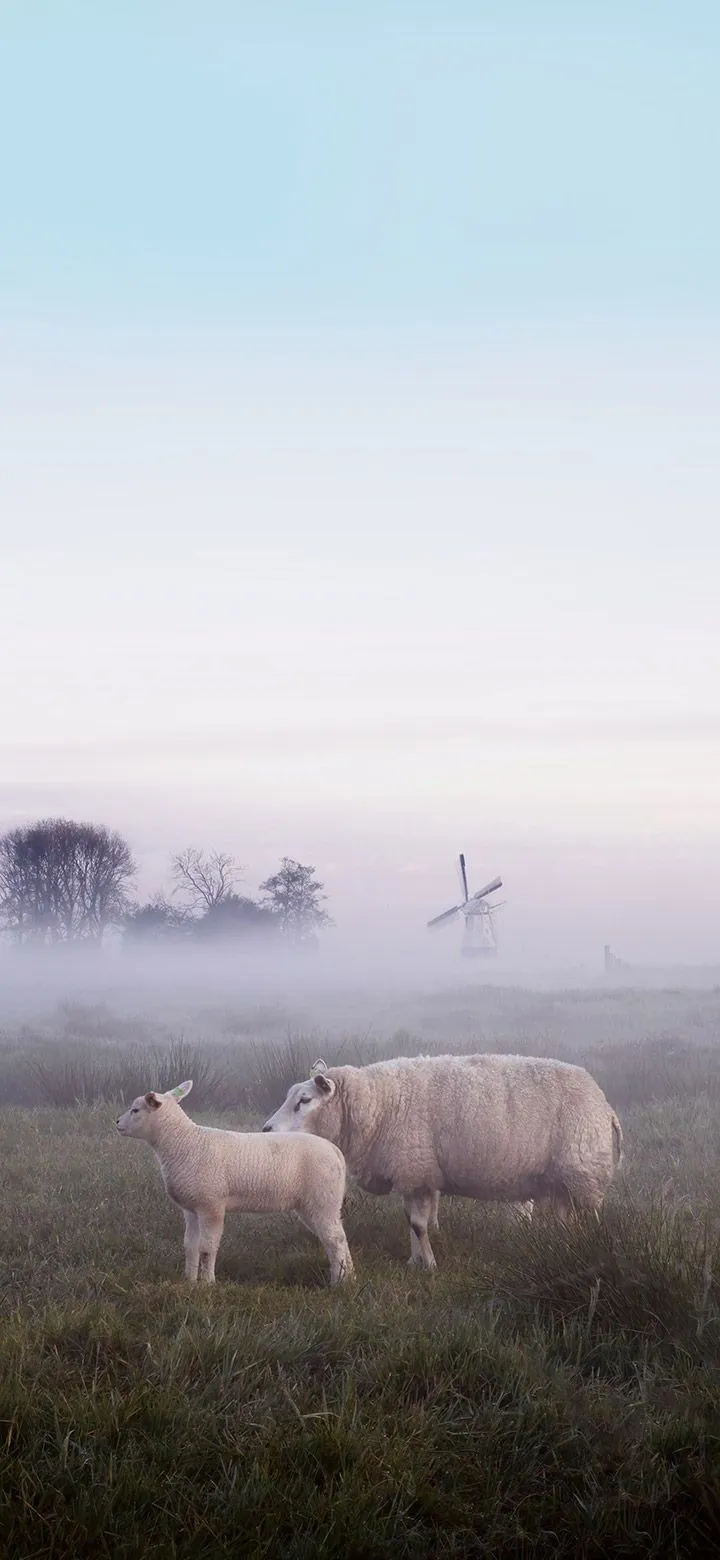 White sheep grazing in a grassy field 4K Phone Wallpaper