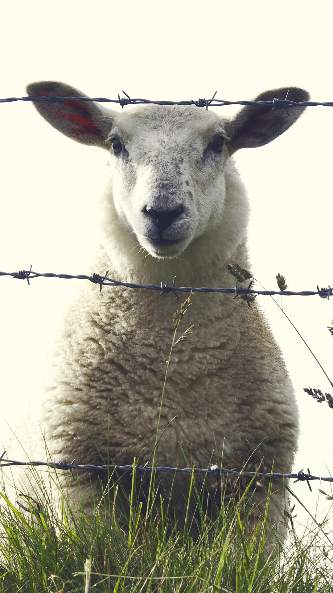Sheep Wallpaper for Phone