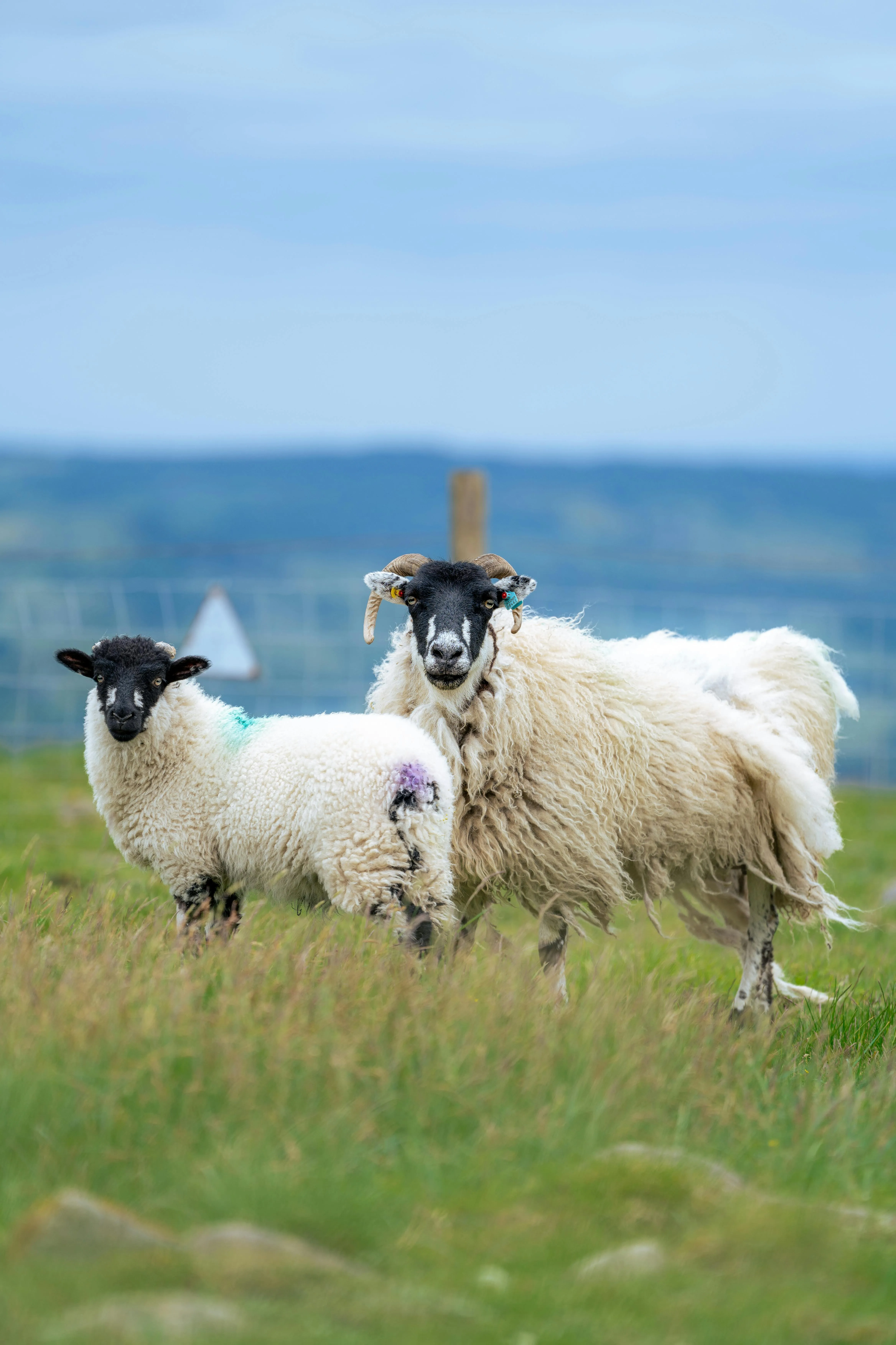 Sheep in Pasture · Free