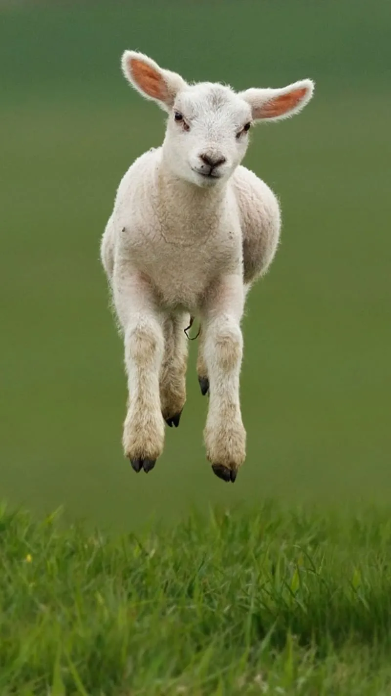 HD baby lamb wallpaper