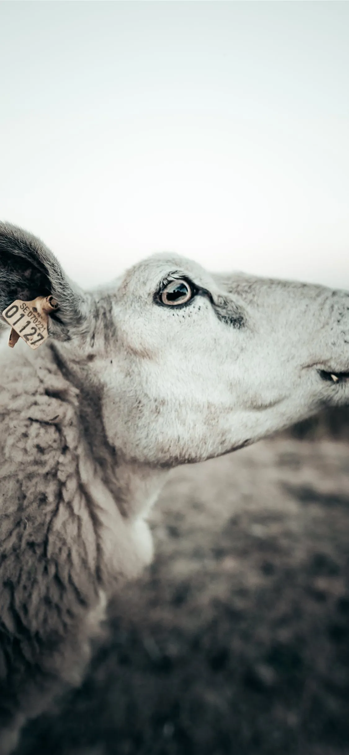 Best Sheep iPhone X HD Wallpaper