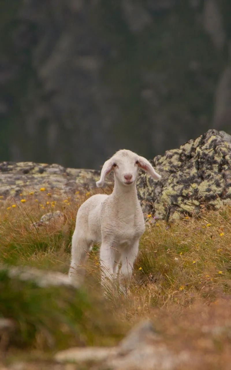 Download Wallpaper 800x1280 Lamb, Sheep, Cub, Mountains Samsung Galaxy Note Gt N7000, Meizu Mx2 HD Background