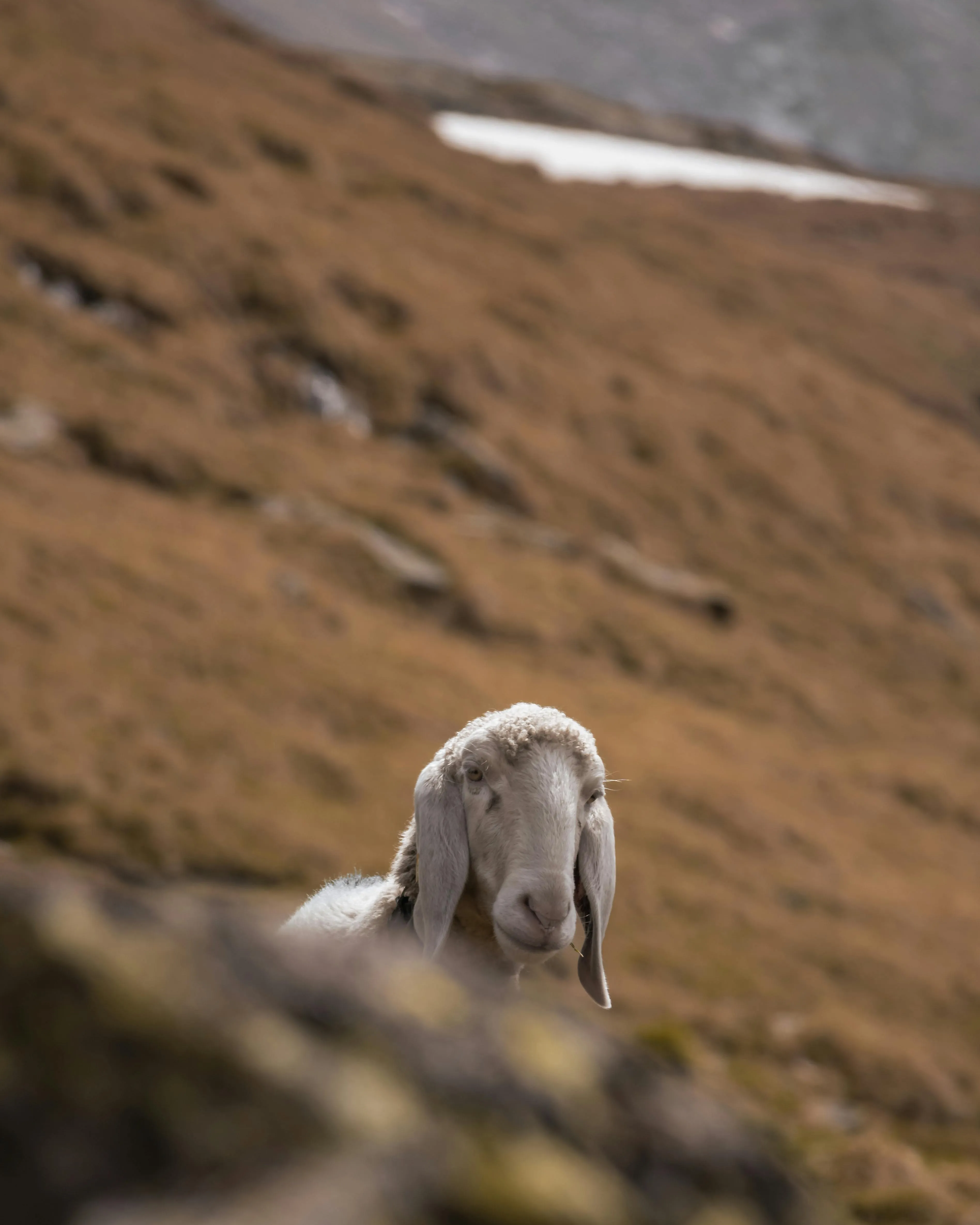Sheep on a Mountain Slope · Free