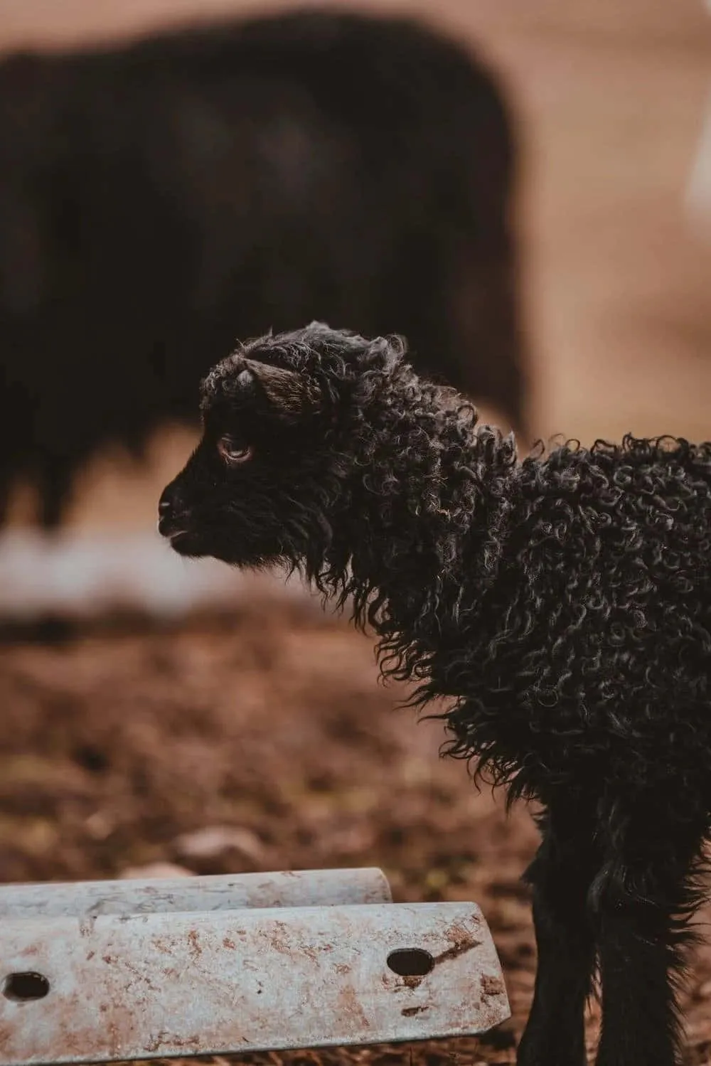 Download A black sheep stands out among a white flock Wallpaper